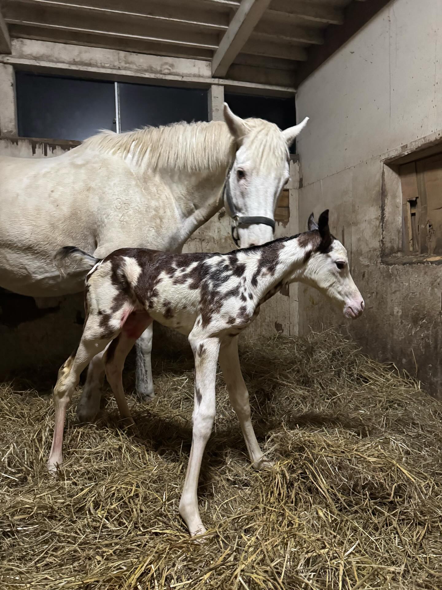 父ドウデュース初年度産駒に〝ブチ柄白毛〟牝馬が誕生！ 半兄は