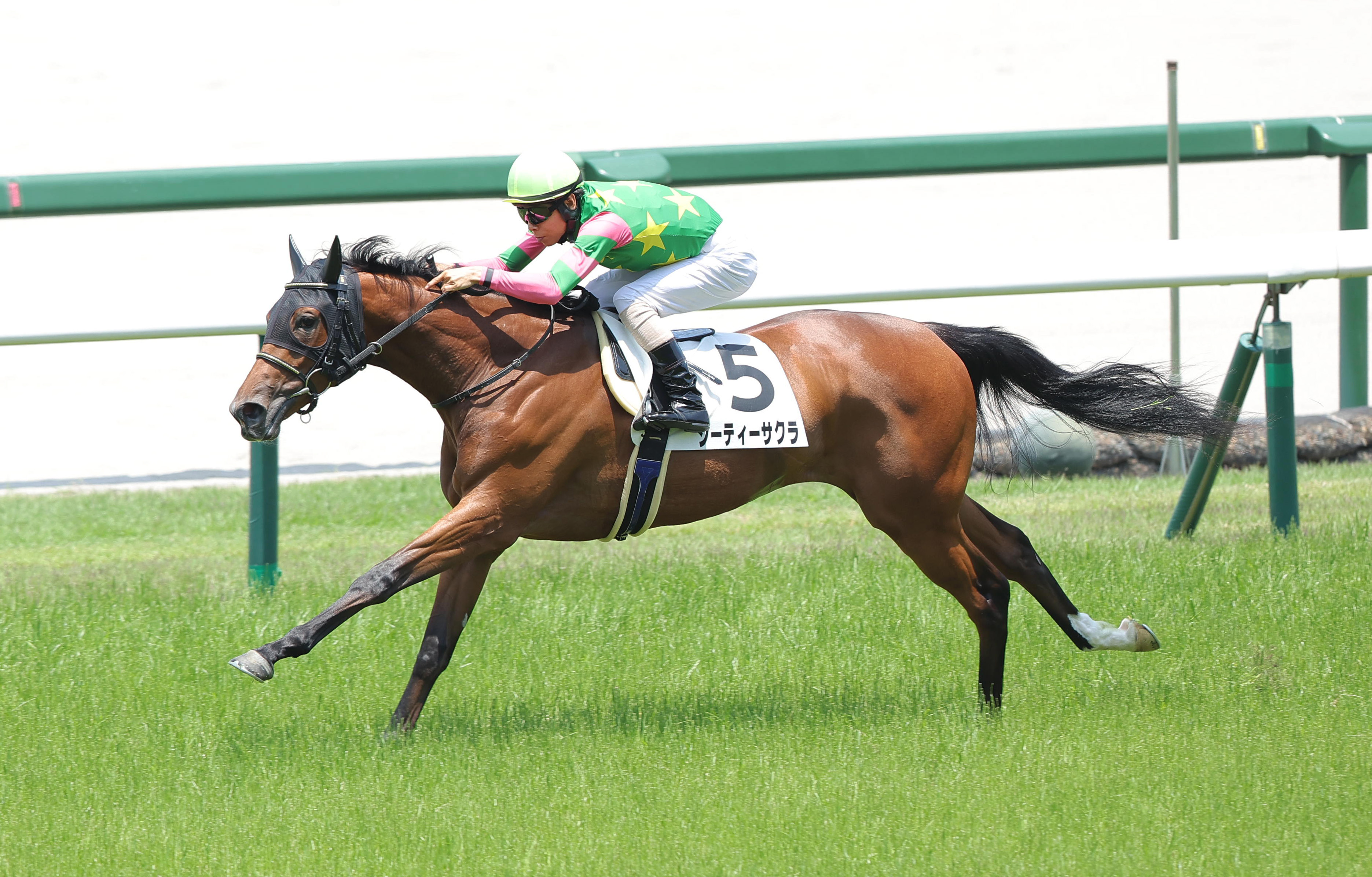 2歳新馬・阪神5R】キタサンブラック産駒ジーティーサクラが快勝
