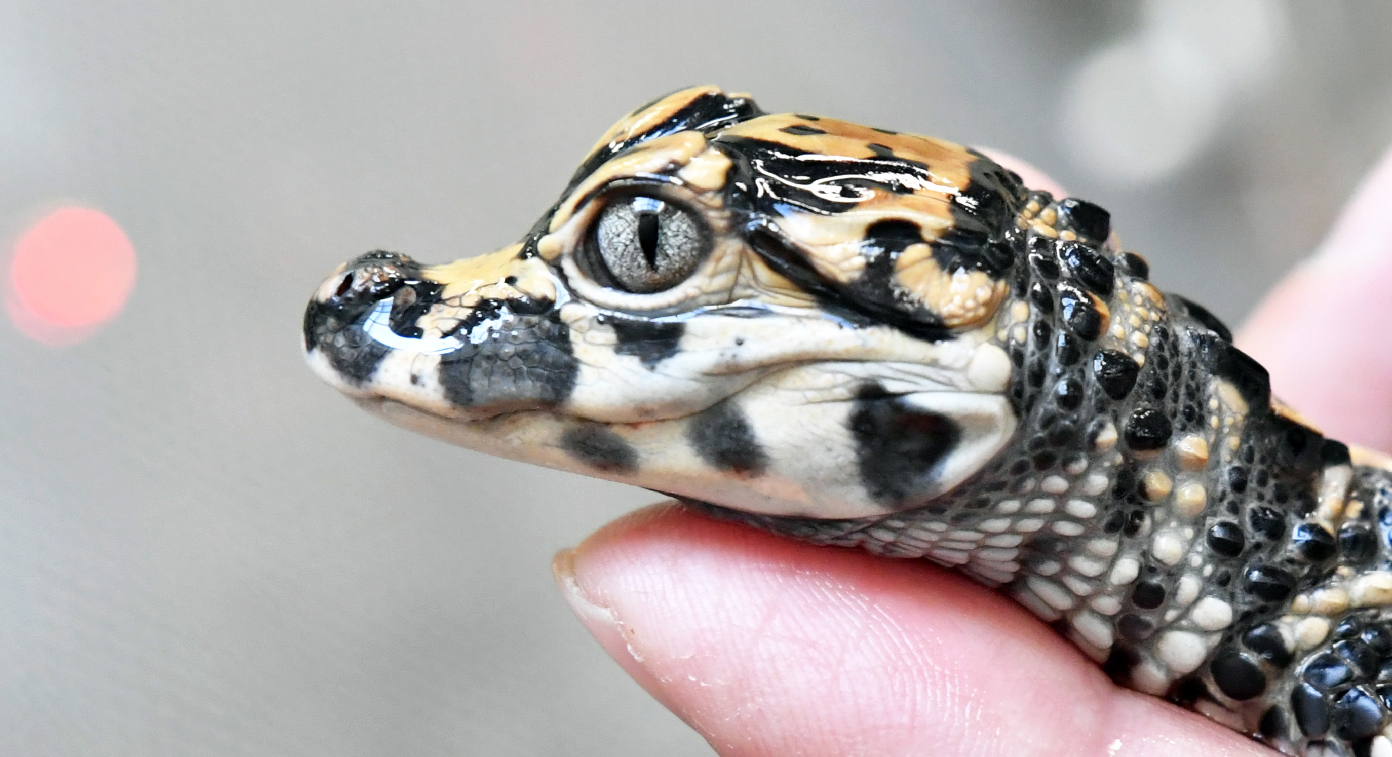 動画】【どうぶつ園のニューフェース】カラフル模様は今だけ