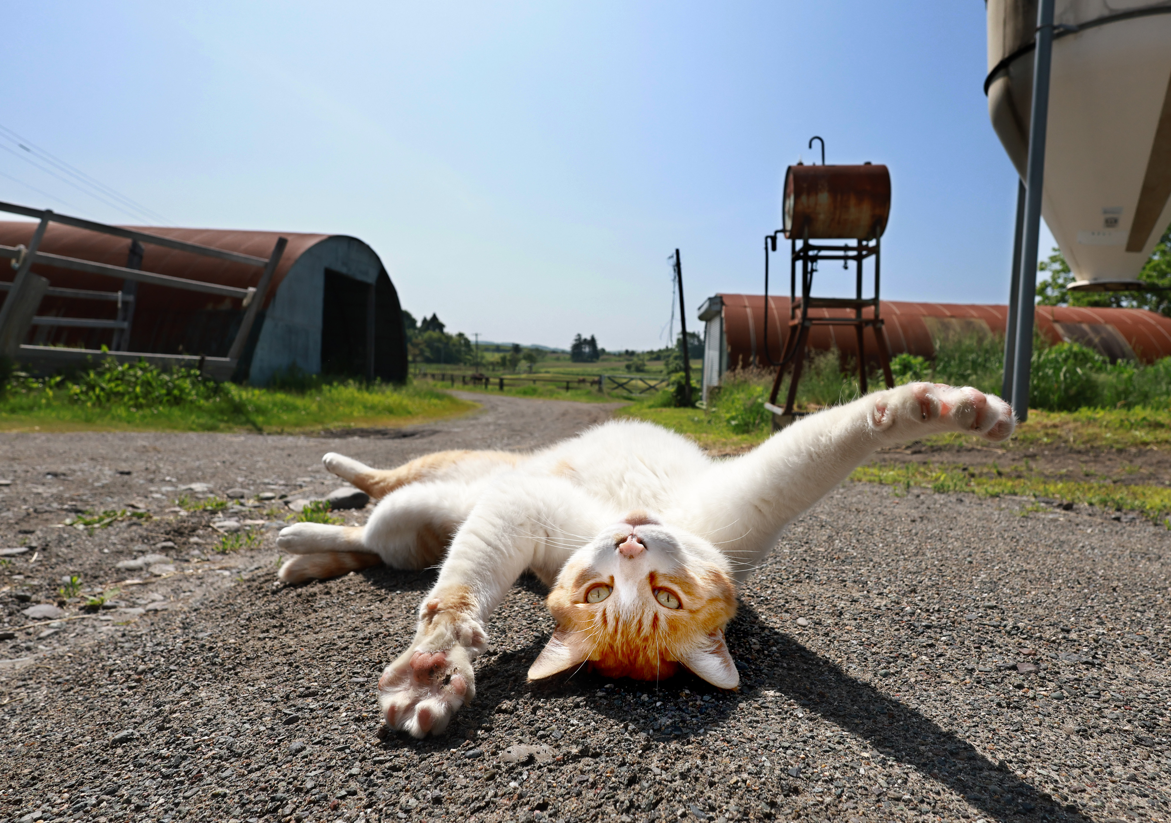 猫の相棒はＧⅠ馬 「ネコパンチ」入厩でたまらず…北海道新冠町の養老牧場へ - 産経ニュース