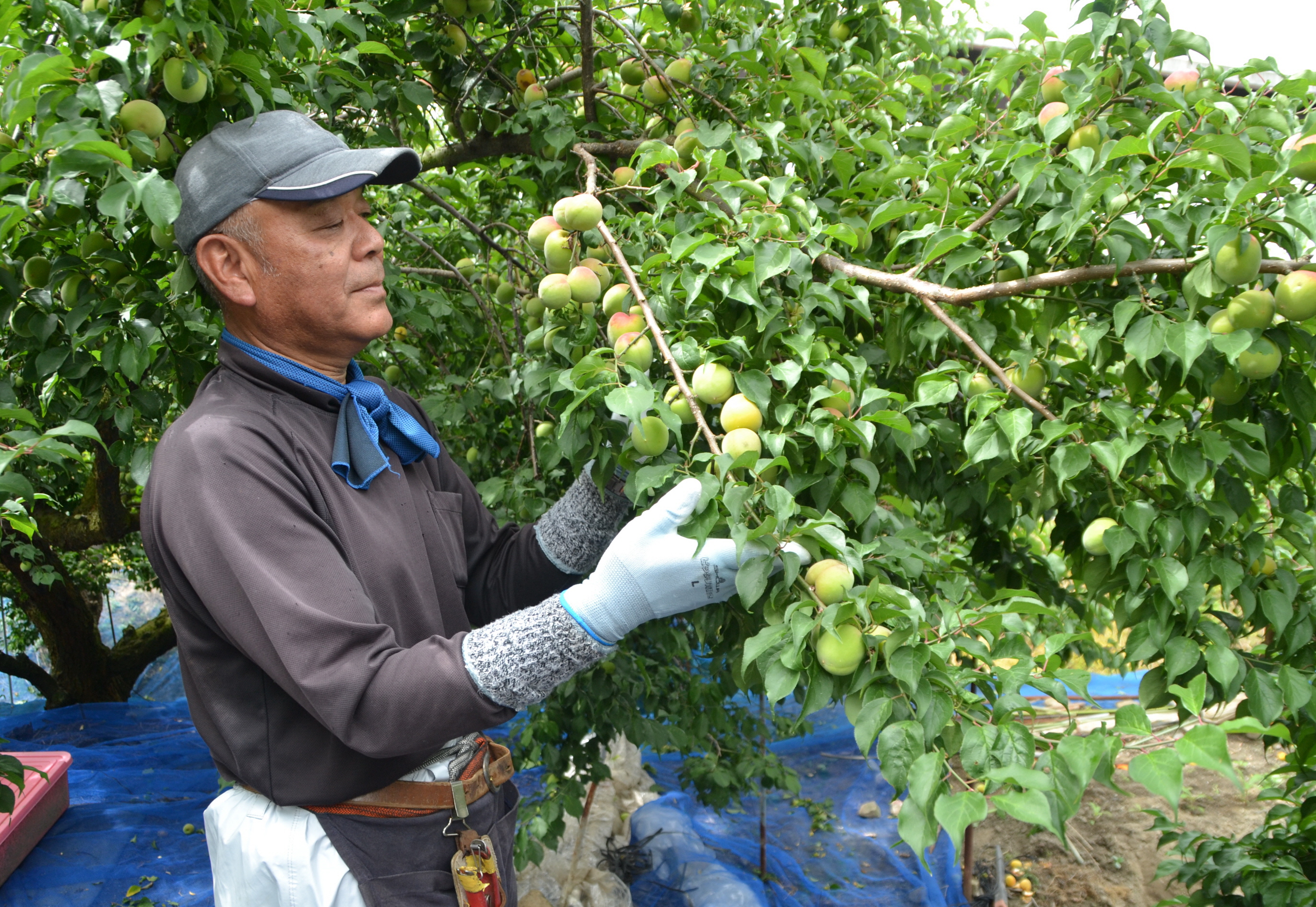 南高梅」の収穫スタート 平年並みの大きさ 和歌山 - 産経ニュース