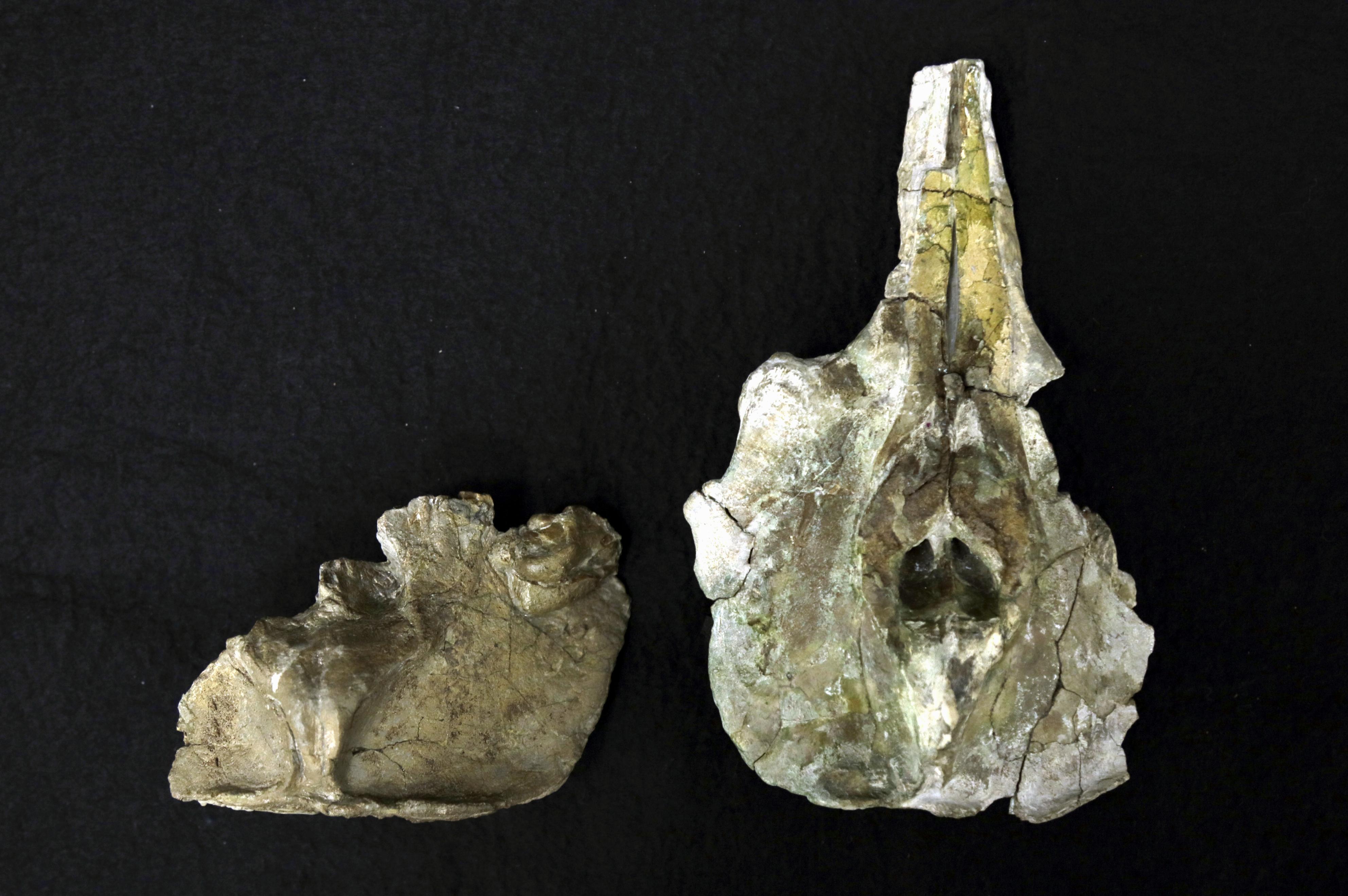新属新種のイルカ化石 1999年に群馬県内で発見…世界最古