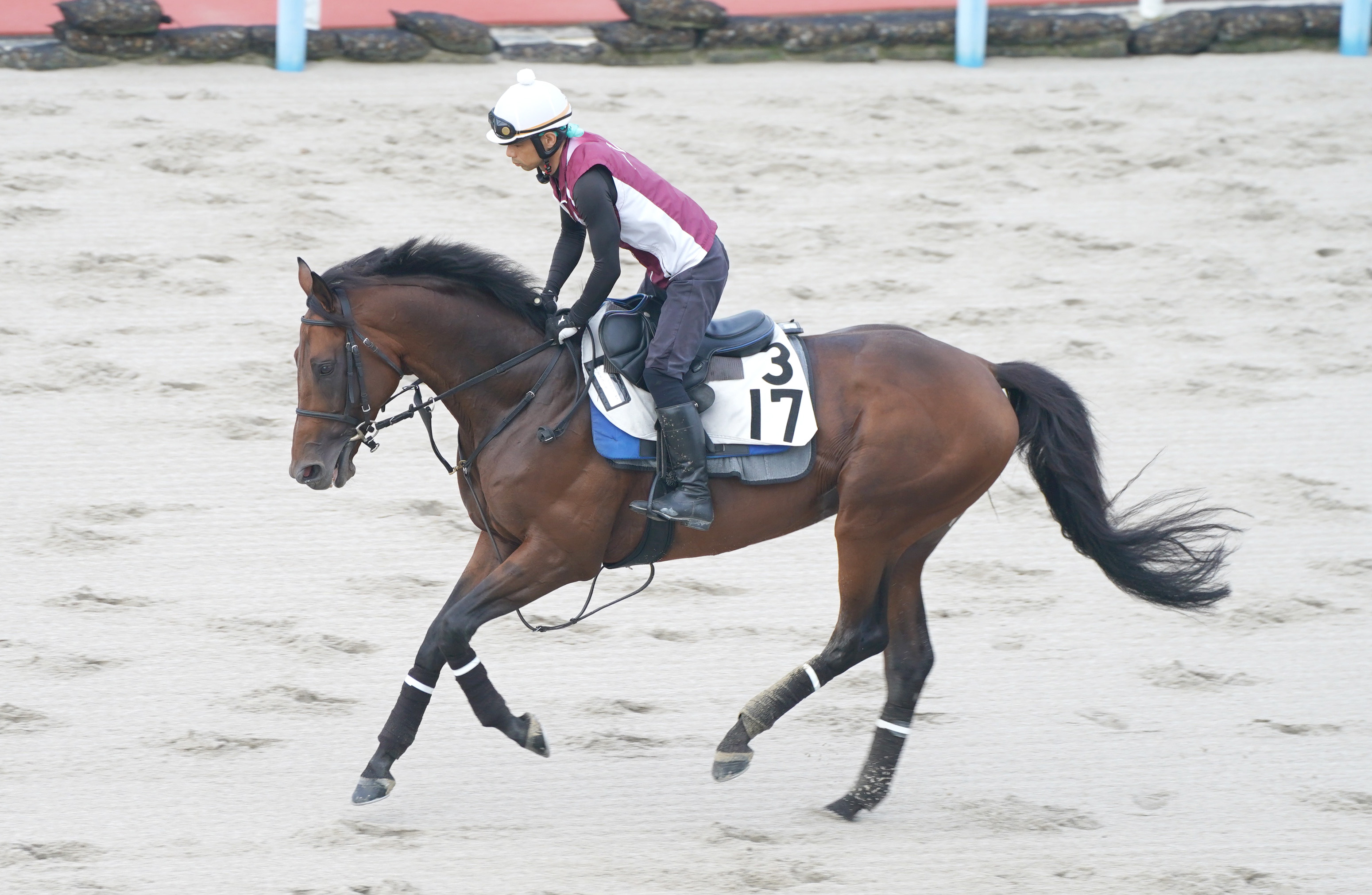 ストア レコード保持者競馬