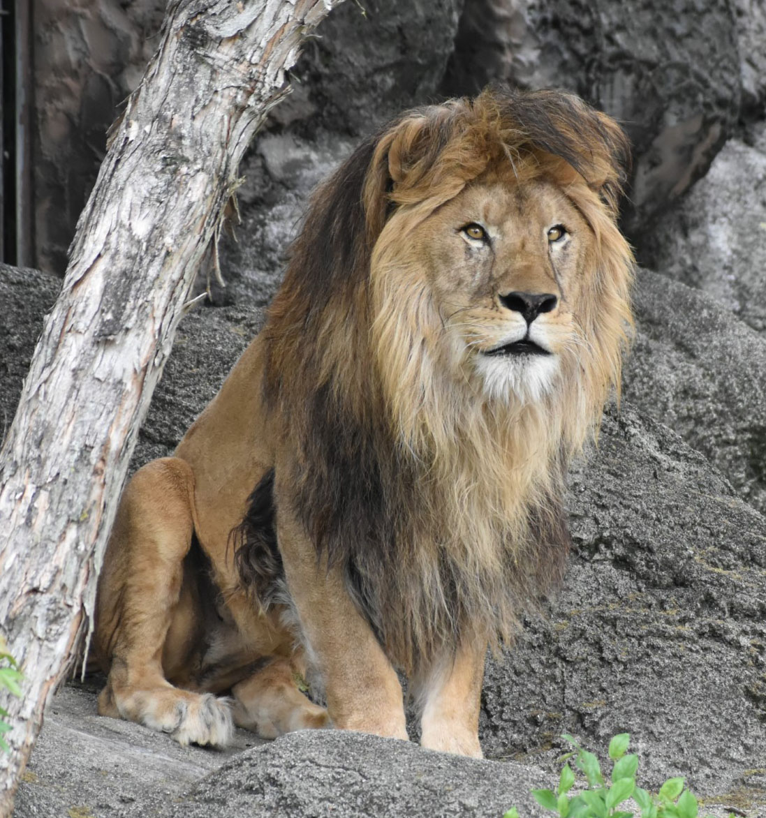 11歳の雄ライオン「ソラ」死ぬ 名古屋・東山動植物園 - 産経ニュース