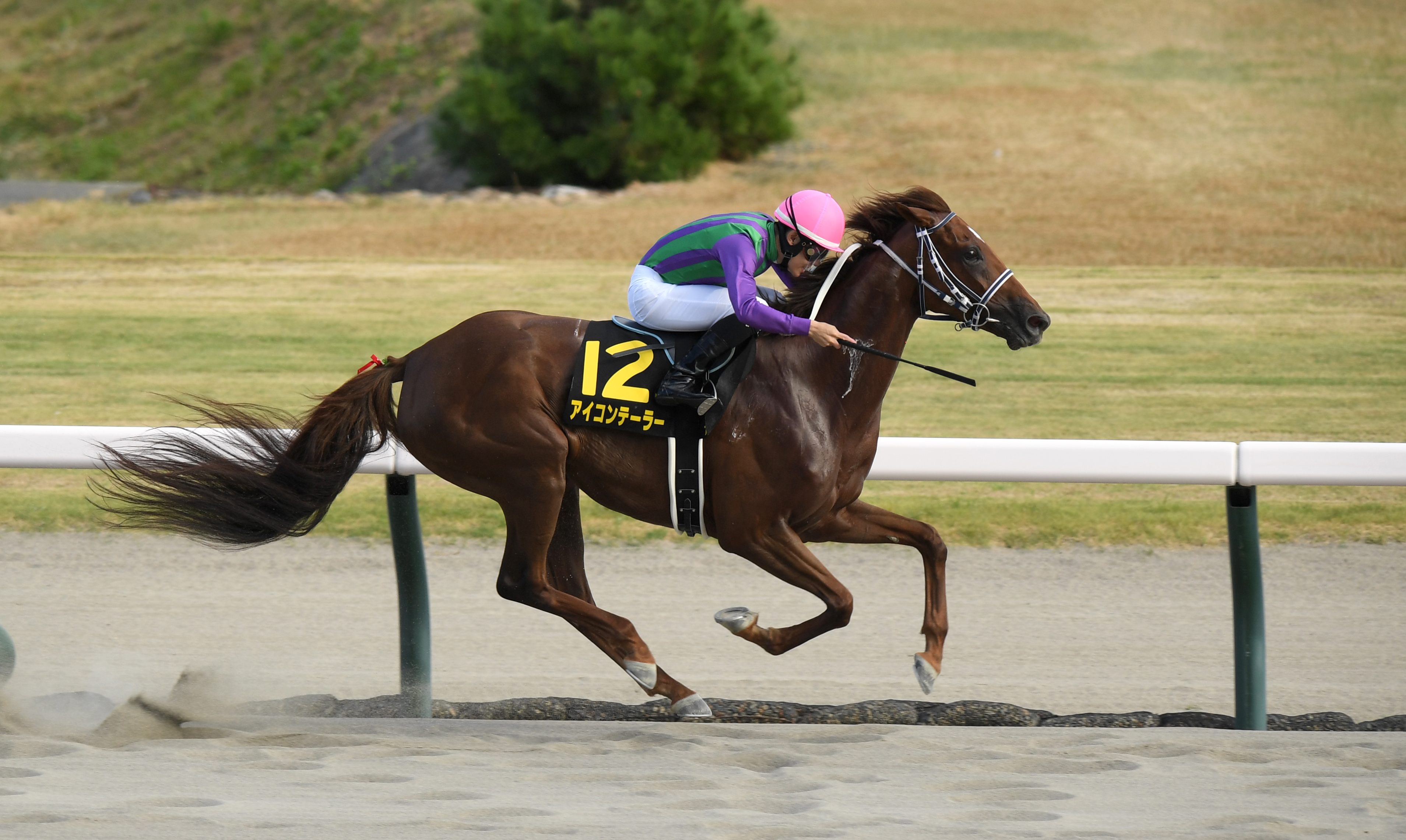 【シリウスＳの注目点】牝馬か、３歳馬か、それとも…ＧⅠ ...