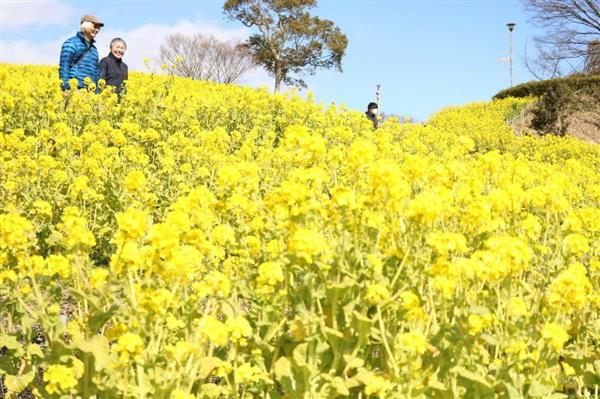 神戸総合運動公園 コスモスの丘 で５万本の菜の花見頃 産経ニュース