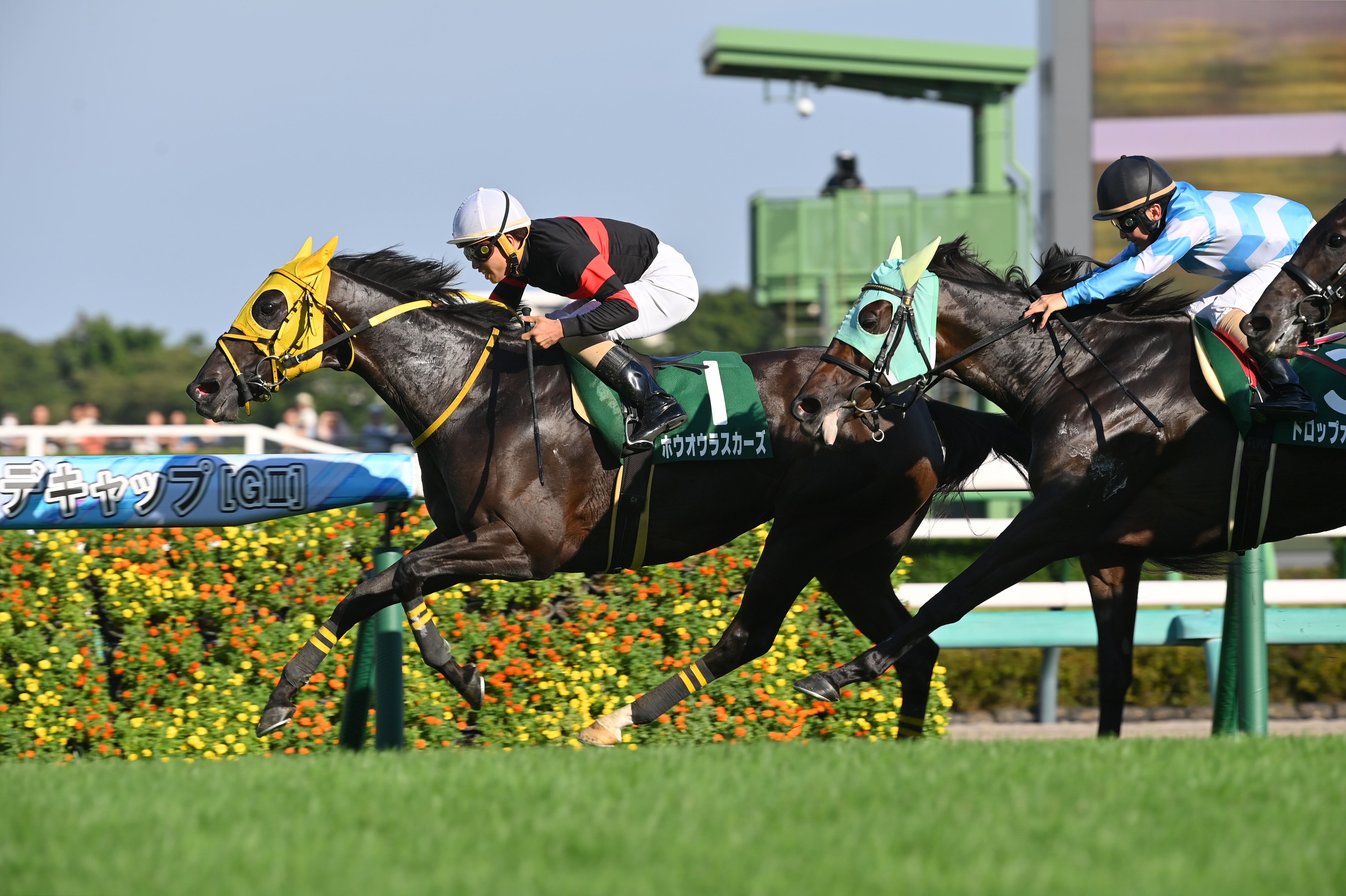 ラスース　「乗馬」夏 MIKIホーストレックの馬たち | 兵庫県神戸の乗馬クラブ MIKI