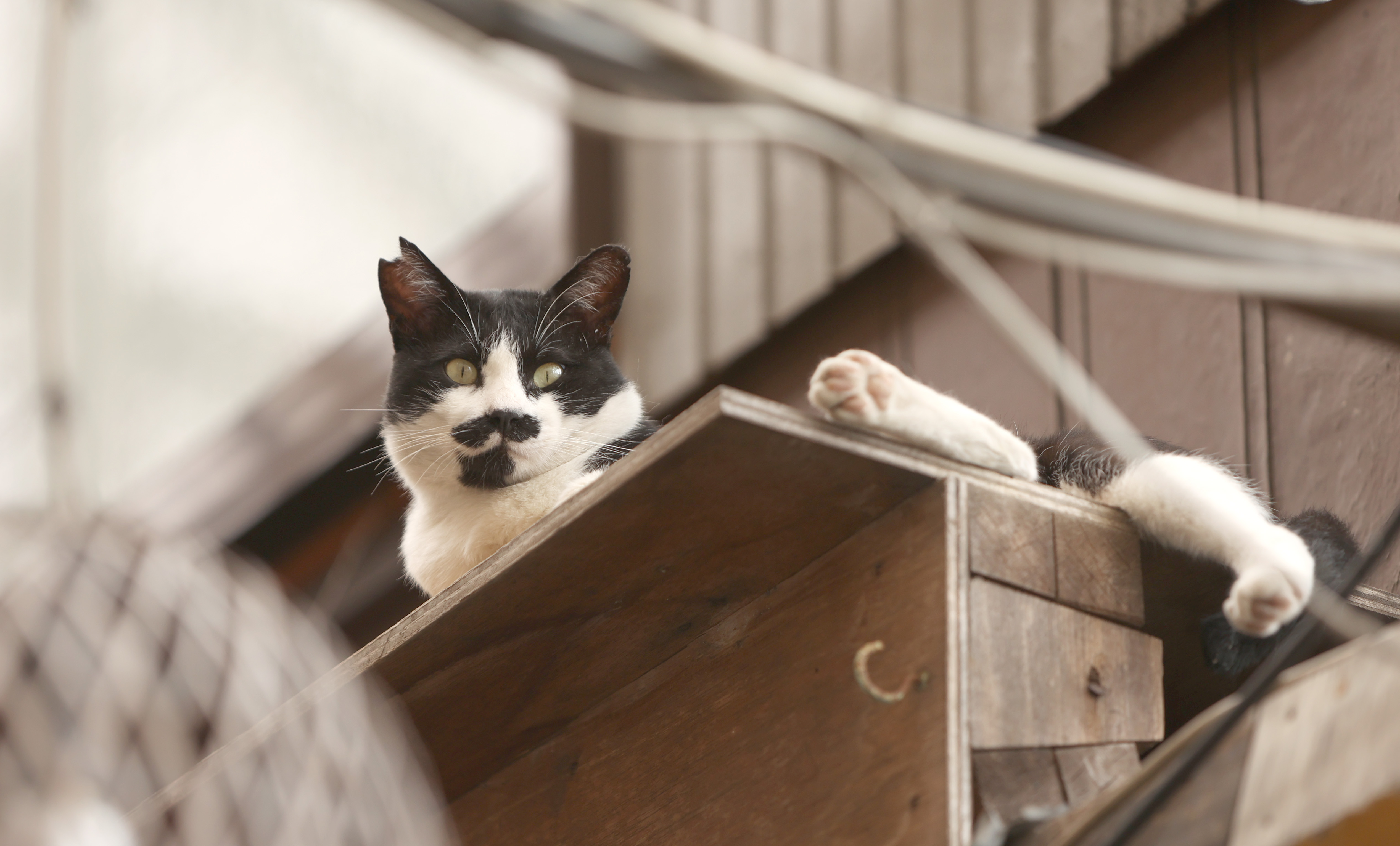 温泉街の路地裏で猫探し 大分 別府 ネコサファリ 肉球マニアに捧ぐ 産経ニュース