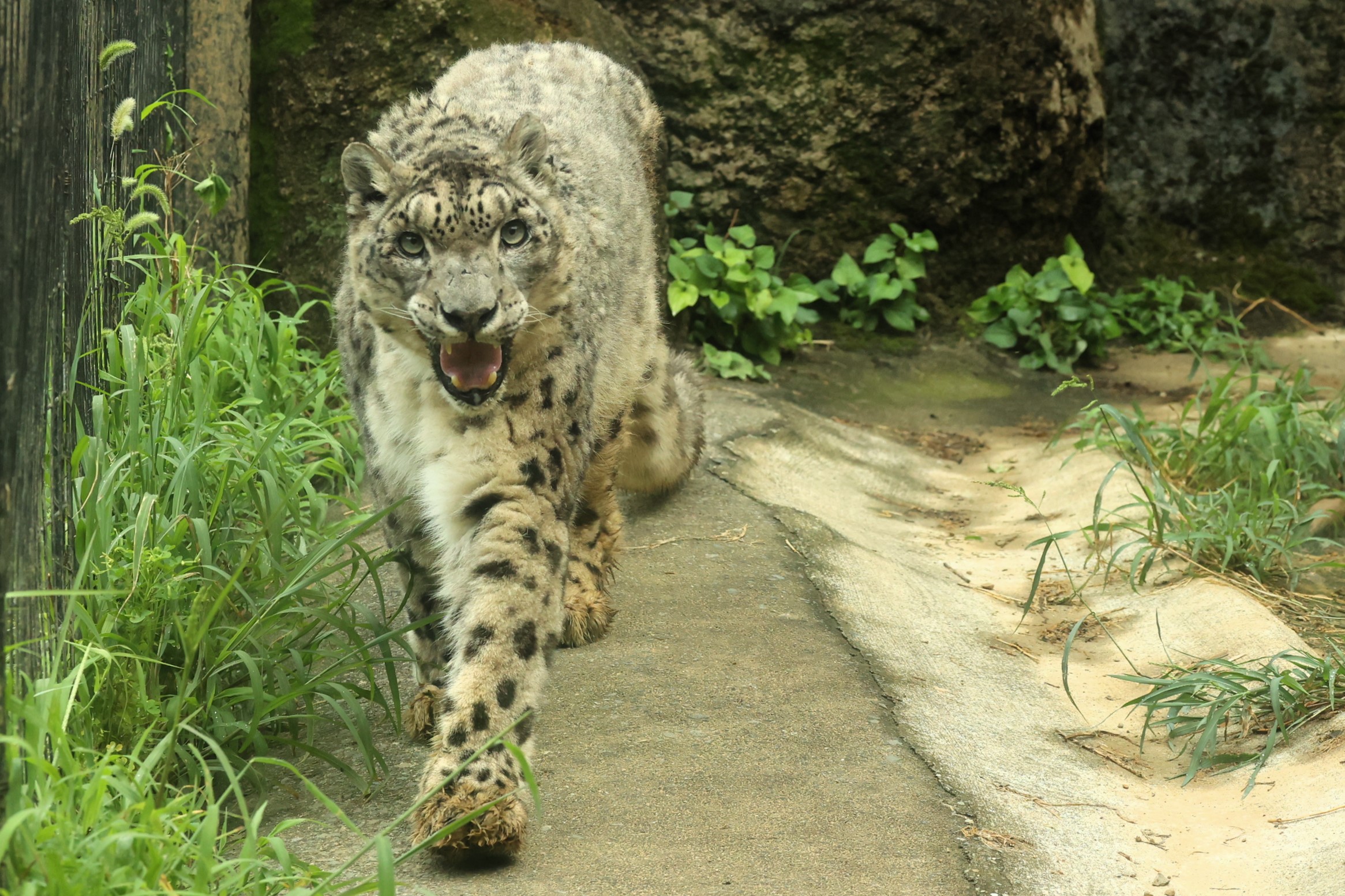 国内最高齢の絶滅危惧種ユキヒョウが21歳で病死 2006年に来日、多摩