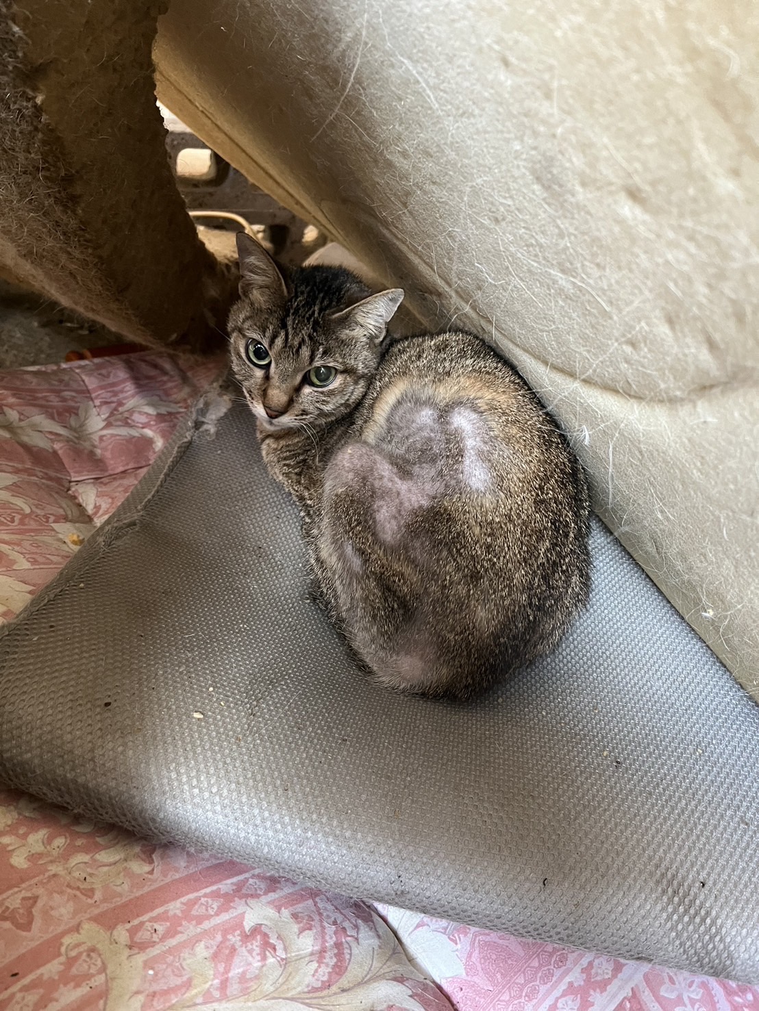 飼い主を屋根で待ち続けた忠猫「くーちゃん」 鳴き声が訴えかける最期
