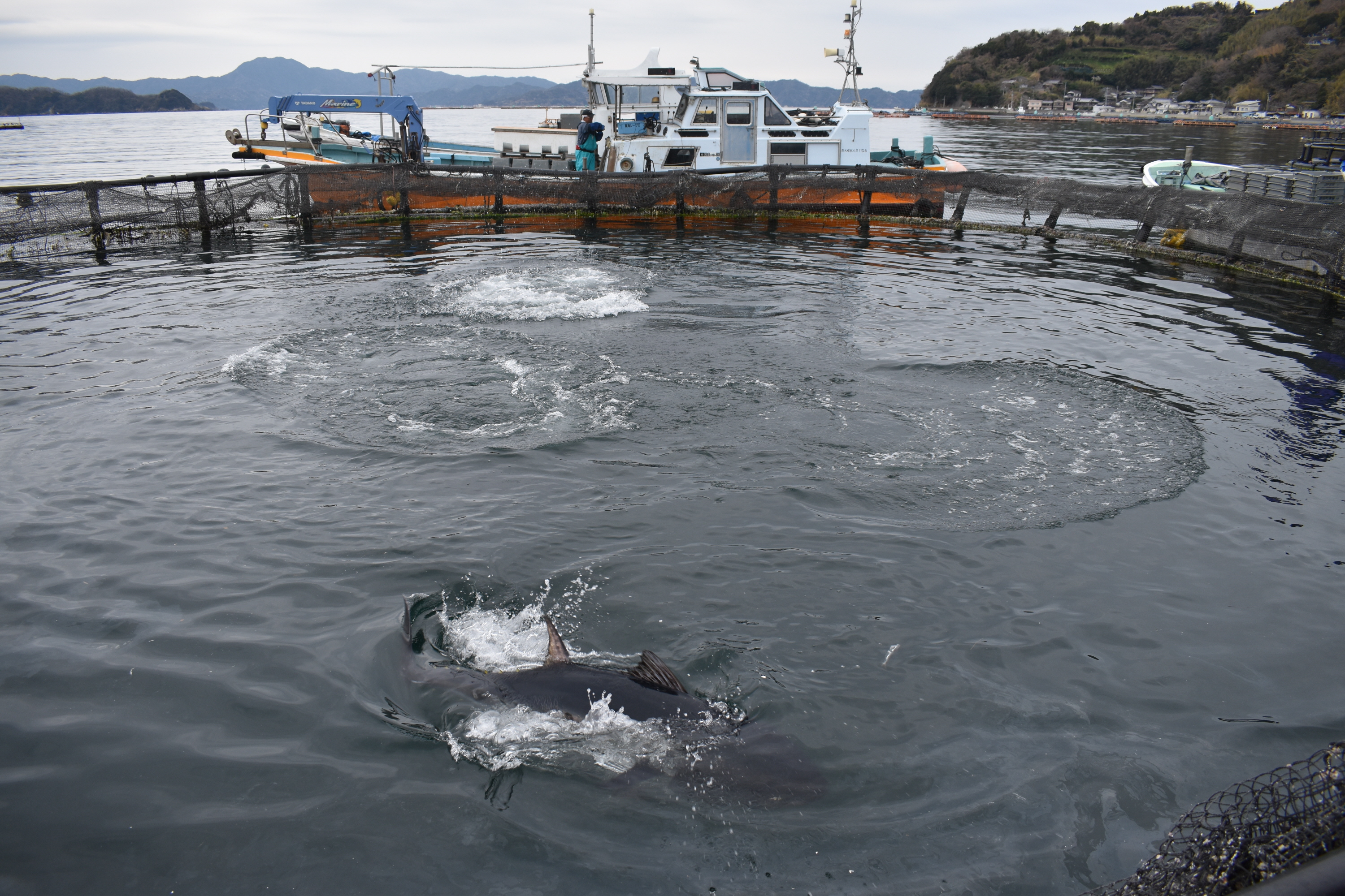 注目はマグロの一本釣り 豪快団体ツアーの中身 産経ニュース