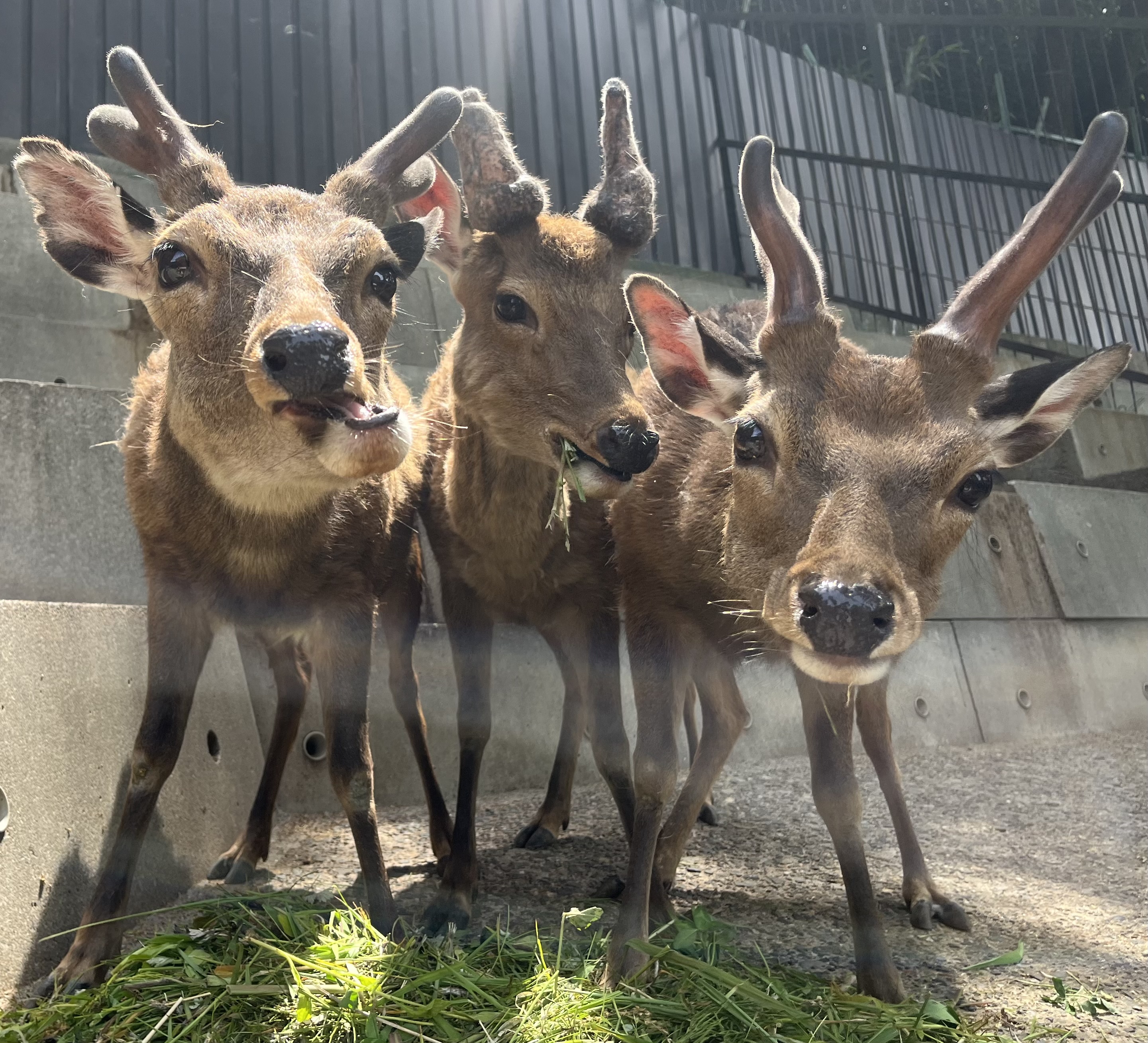 いまの季節は袋角 ニホンジカの意外と知らない角の話 長野・須坂市