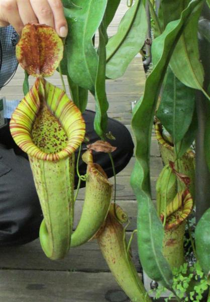 ちょっと不気味でおもしろい 食虫植物展が お客様も捕まえた 大阪 咲くやこの花館で開催 1 3ページ 産経ニュース