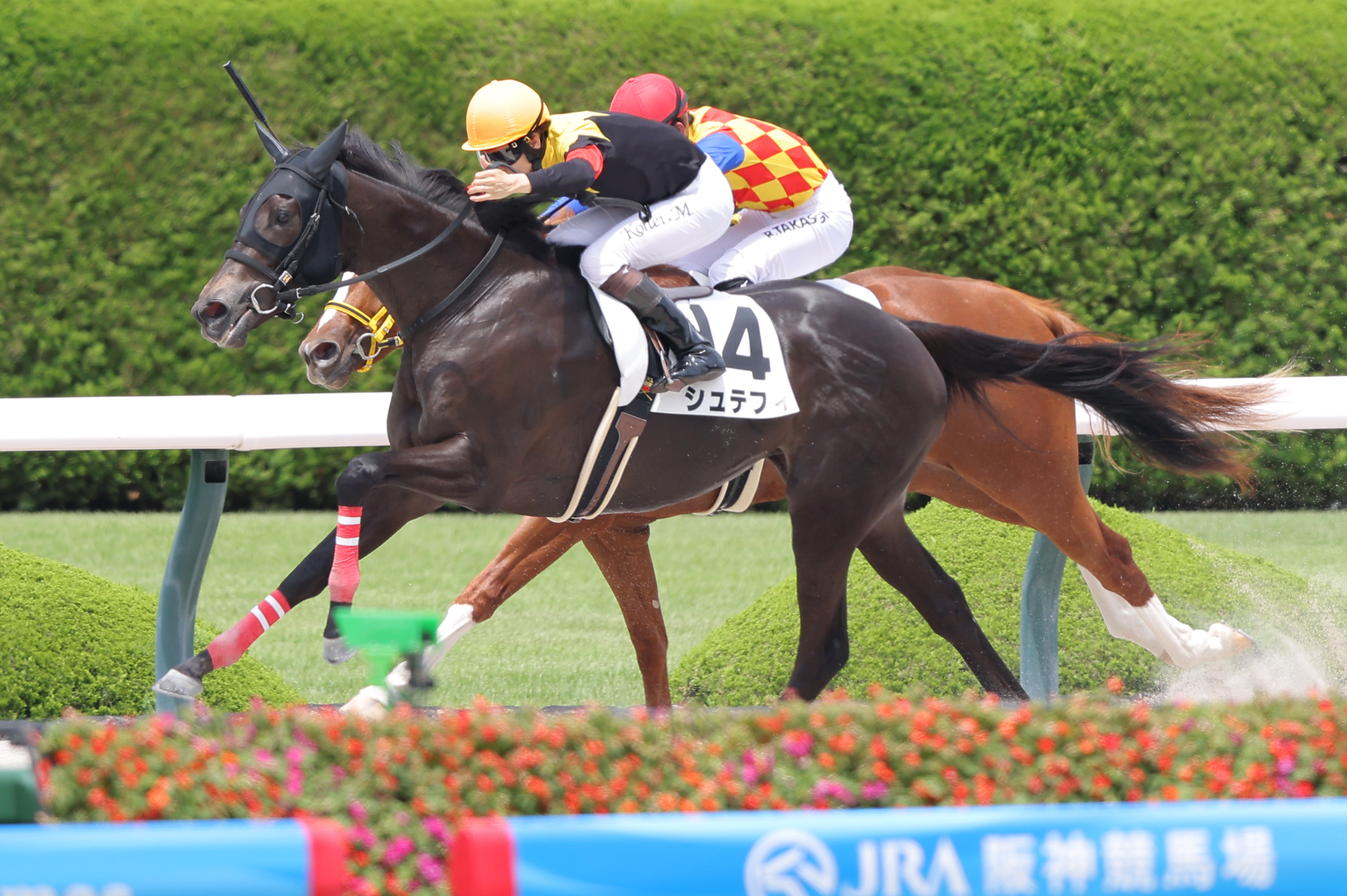 2歳新馬・阪神6R】シュテフィが4番手から抜け出しデビューV 松山弘平