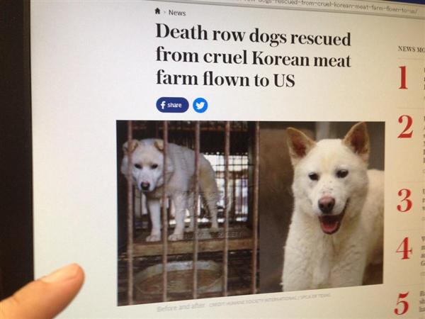 エンタメよもやま話 年３００万匹犬喰い韓国 苦しめて殺した方が美味 残虐文化に欧米が激怒 救出騒ぎ 1 5ページ 産経ニュース