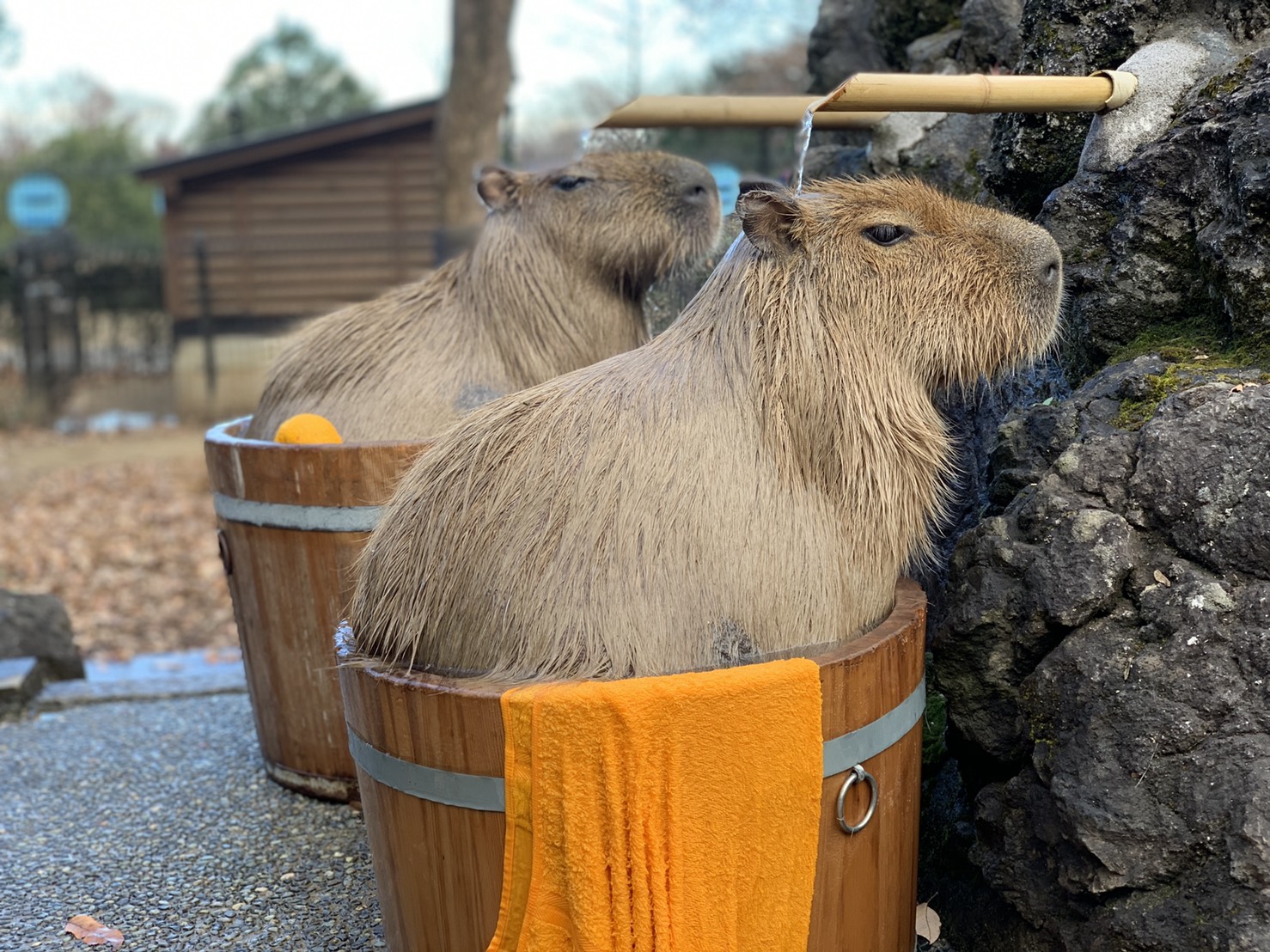 カピバラ子　0728ー0801 カピバラ様専用 カピバラさま専用 capybara様専用 カピバラ子 0728ー