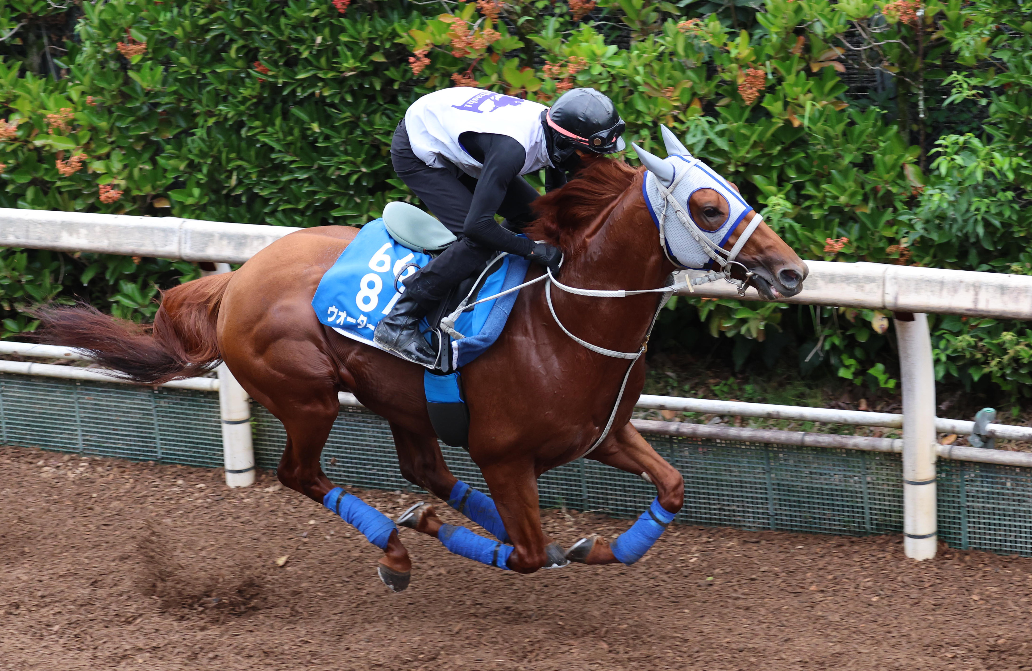 中京競馬　記念品 第4回中京競馬開催イベント（2024年）