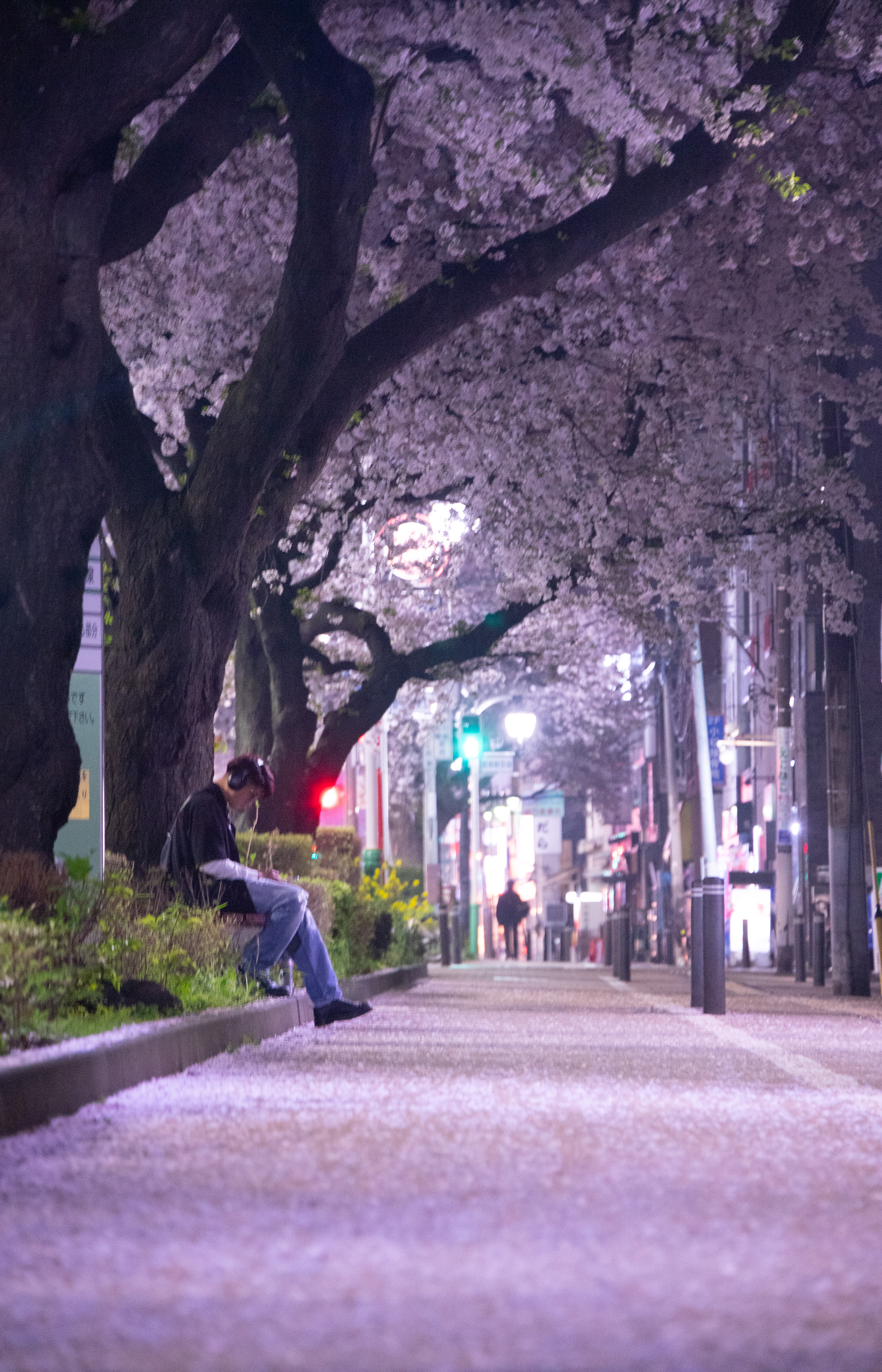 散る前に のんびり夜桜散歩 東京・練馬 桜便り2024 - 産経ニュース