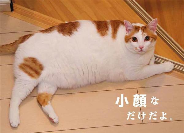 最高の DEBU猫様 〜専用〜 asakusa.sub.jp