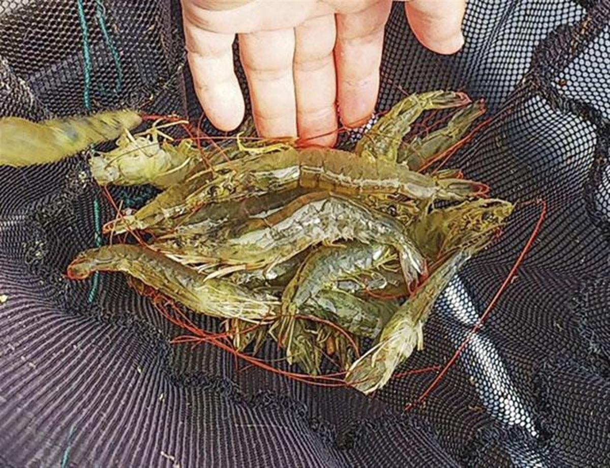 養殖エビが伝染病で大量死 食卓に影響は ヒトへの感染事例ないが 1 2ページ イザ