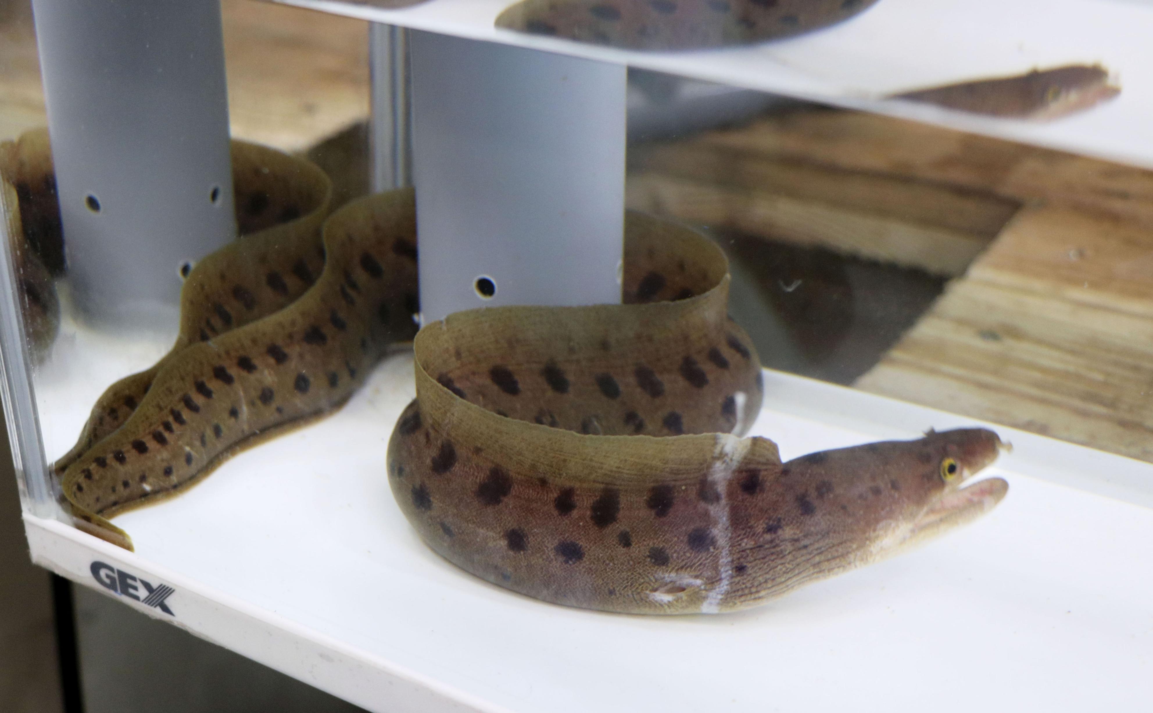 ウツボページ 鹿児島・奄美に珍種ウツボ 国内初か、3月下旬公開へ - 産経ニュース