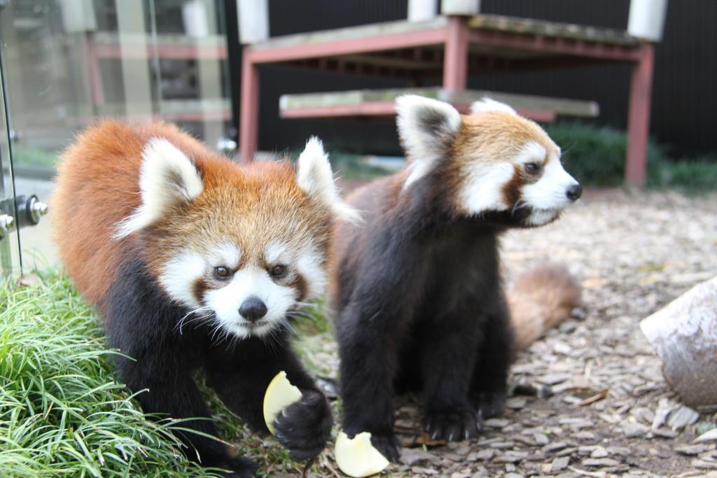 日本再発見 レッサーパンダの聖地 で注目 静岡市立日本平動物園 静岡市 産経ニュース