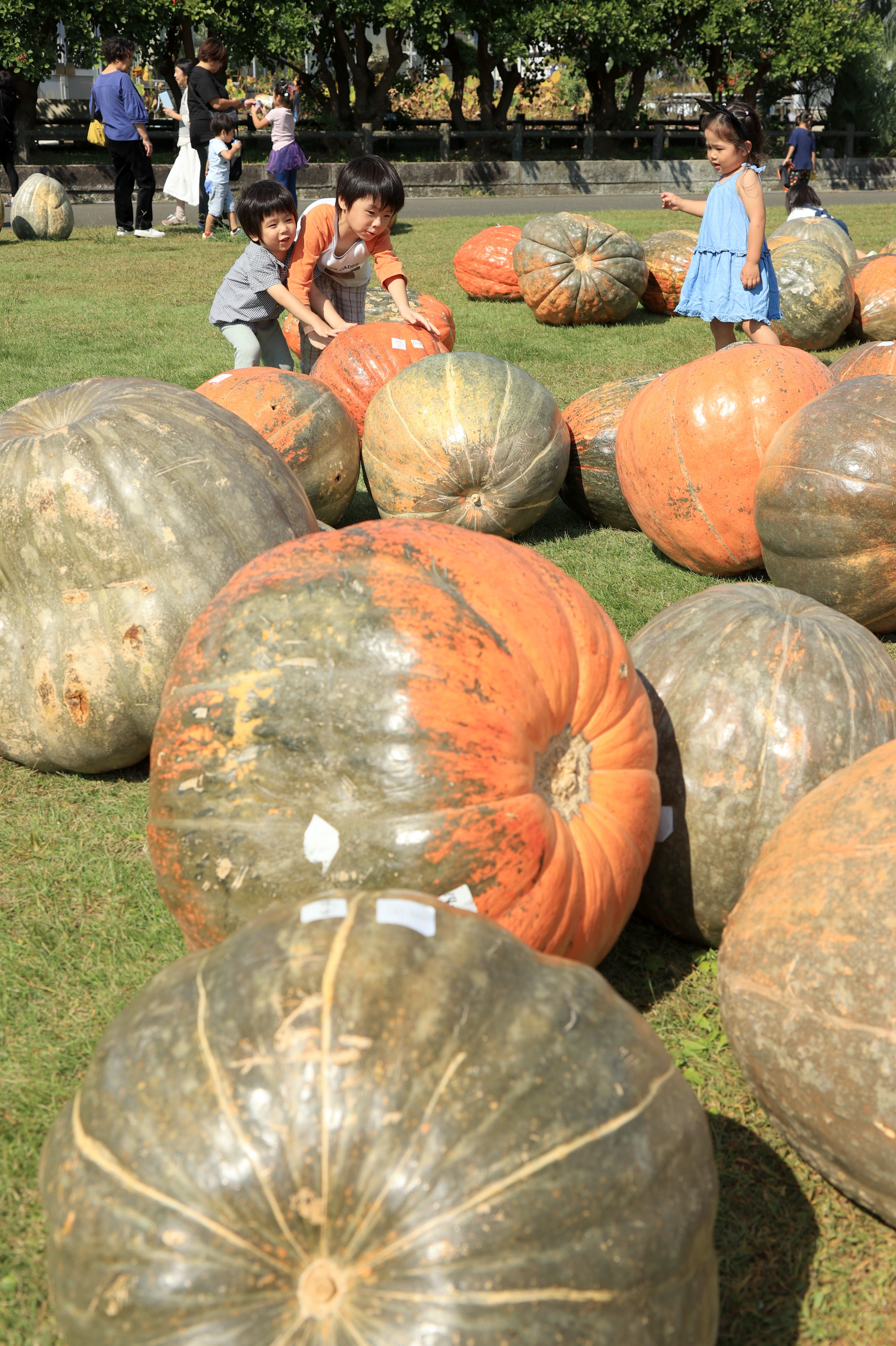 ハロウィーン準備万端 「おばけカボチャ」130個、芝生にゴロン - 産経