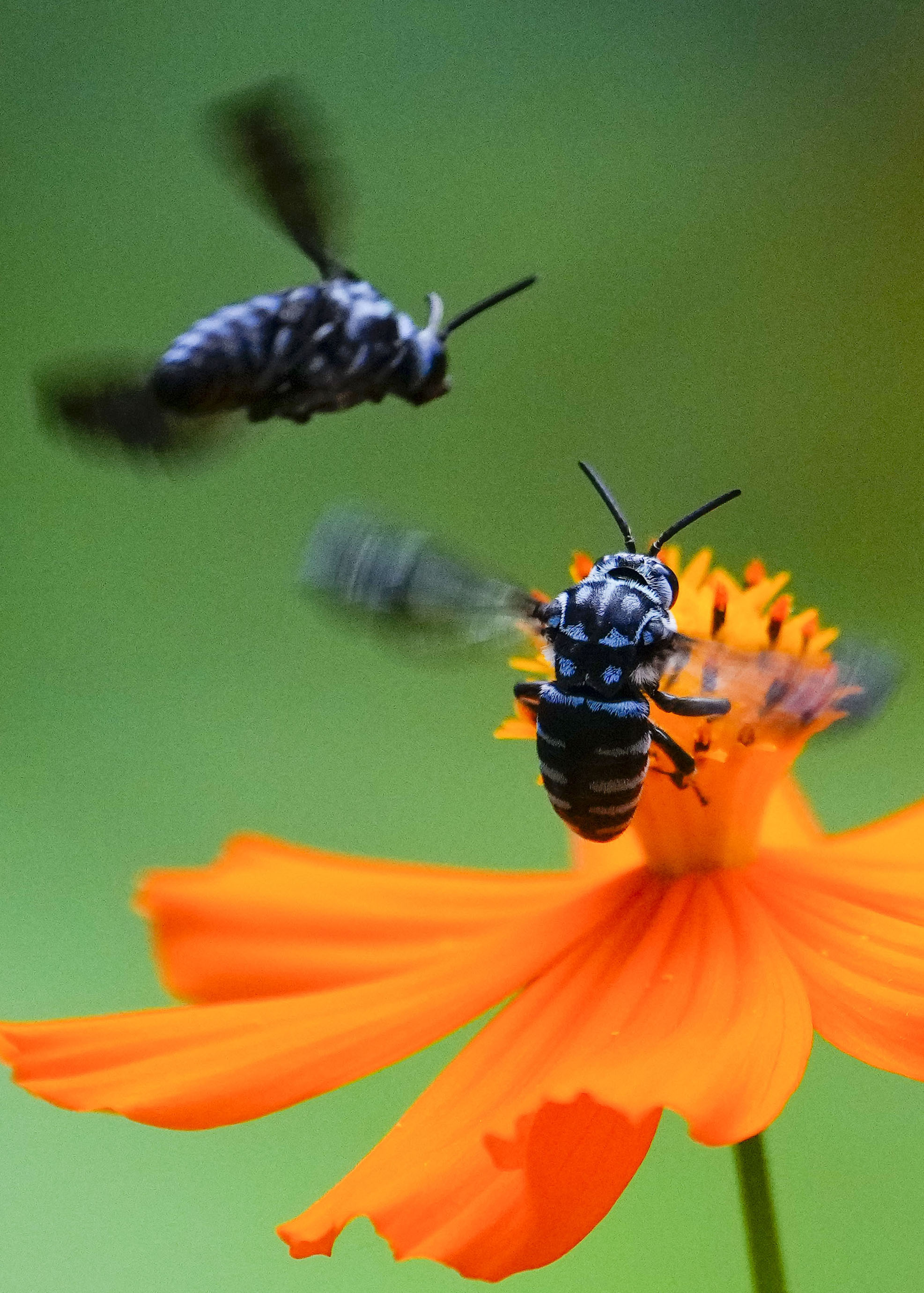 幸せ呼ぶ青いハチ」飛来 滋賀・長寿寺に希少種 - 産経ニュース