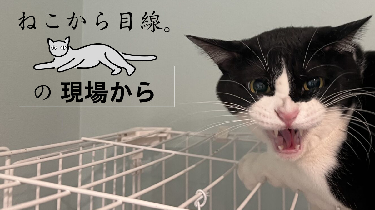 引っ越しはストレスかかる一大イベント 猫さんファーストを心がけ