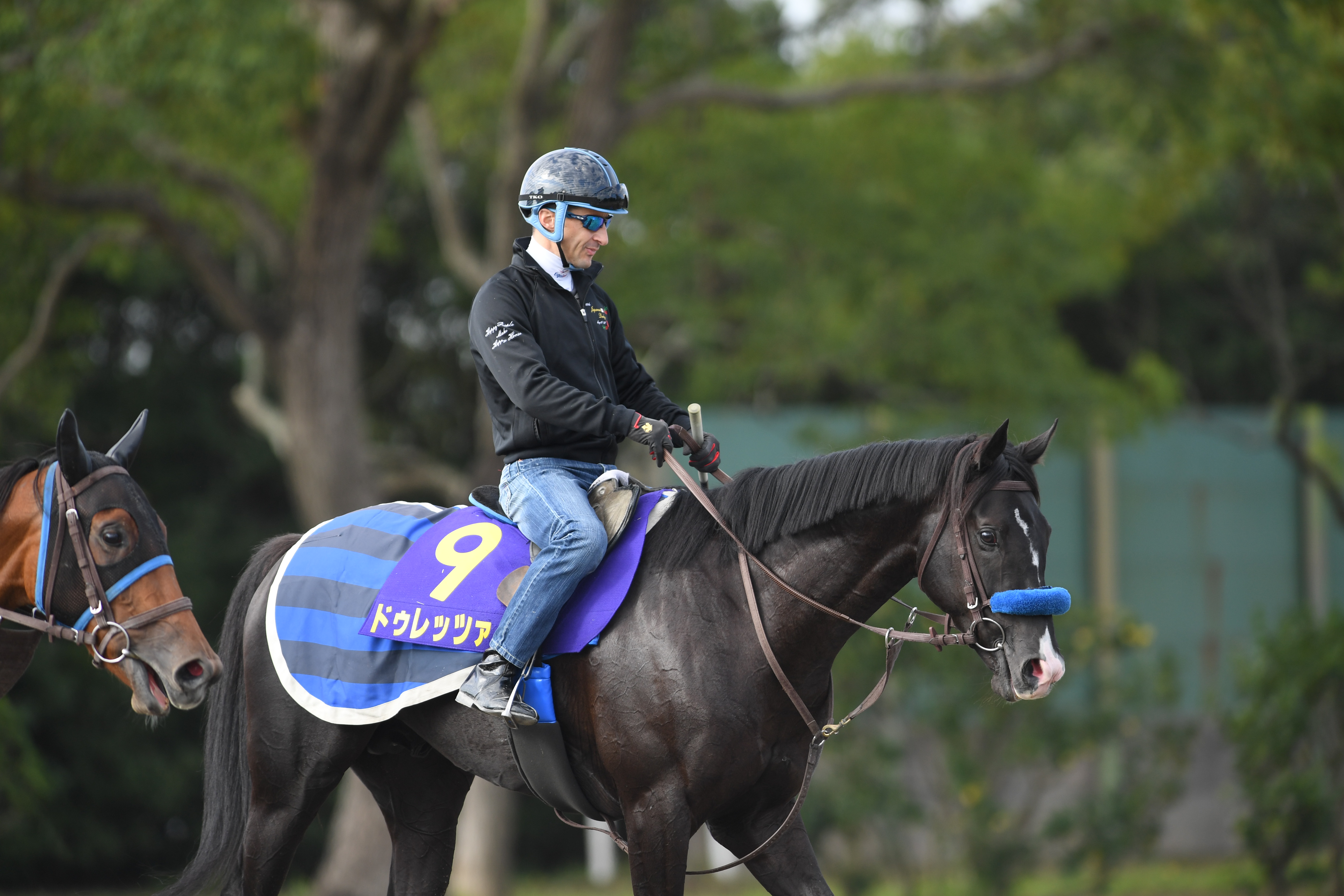 【菊花賞】ドゥレッツァ輸送クリア 藤原助手「勝つためにここに来 ...