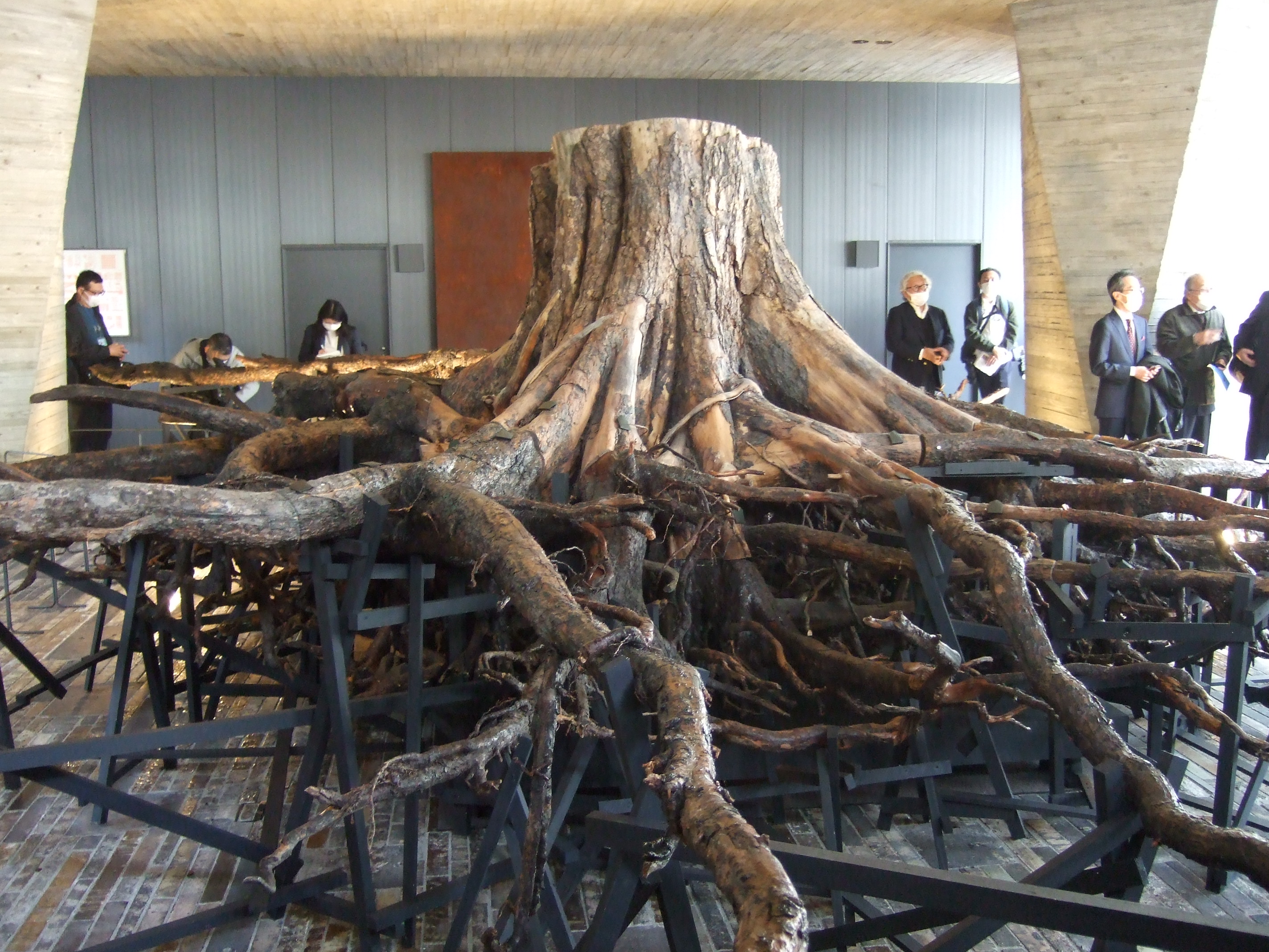 奇跡の一本松」の根、千代田区で来年2月まで公開 - 産経ニュース