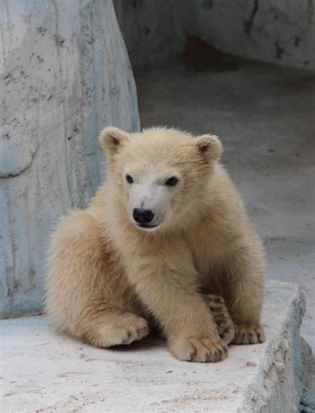 ホッキョクグマの赤ちゃん モモ 百々 です 天王寺動物園１００周年にちなみ命名 産経ニュース