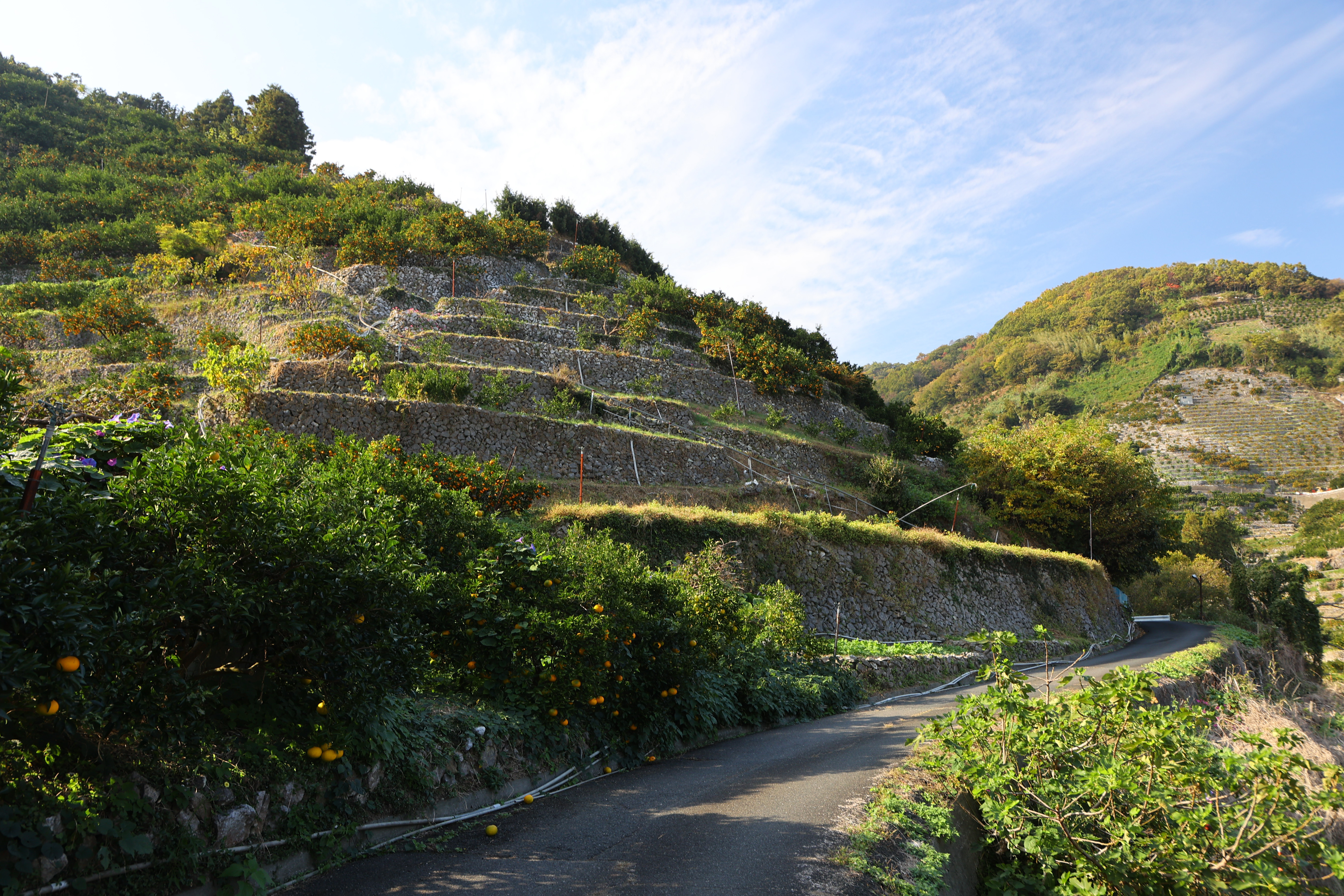 動画】【探訪＆動画】「3つ目の太陽」が育てるおいしいミカン 愛媛