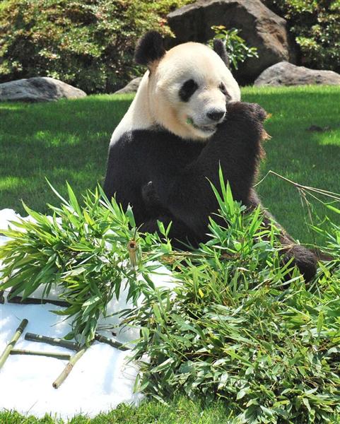 父の日 パンダに好物の竹 永明 にプレゼント 白浜 産経ニュース