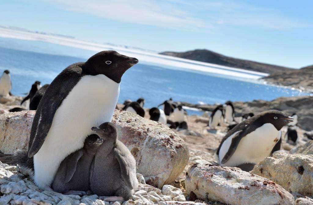 南極のペンギン 温暖化で大繁殖する可能性 産経ニュース 南極のペンギン 温暖化で大繁殖する可能性 産経ニュース