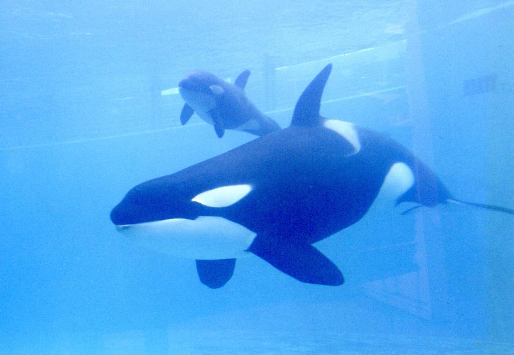 一命を取り留めたシャチの赤ちゃん 話の肖像画 鴨川シーワールドの獣