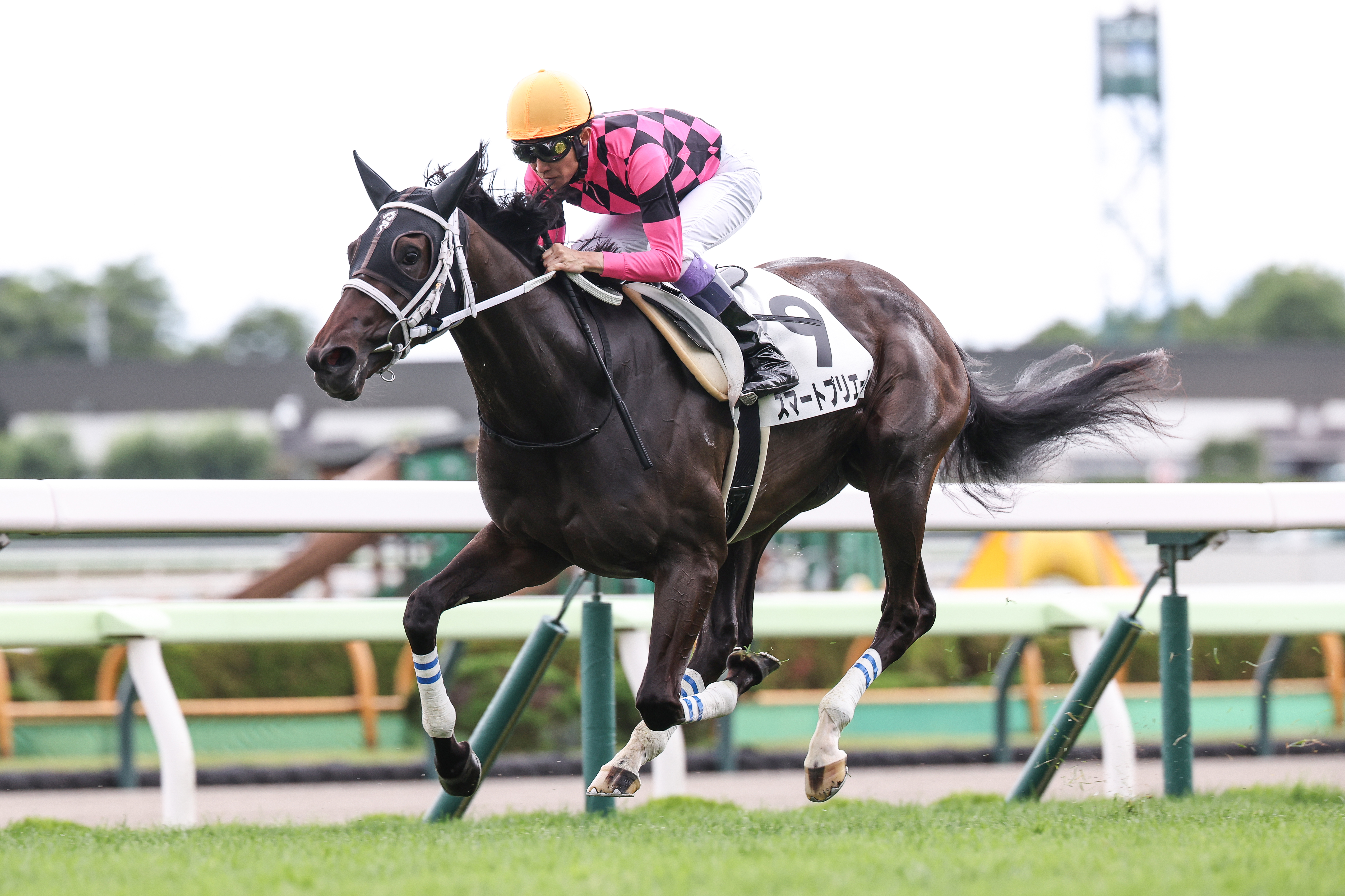 札幌2歳S 枠順確定】武豊騎手のスマートプリエールは8枠11番、兄弟制覇