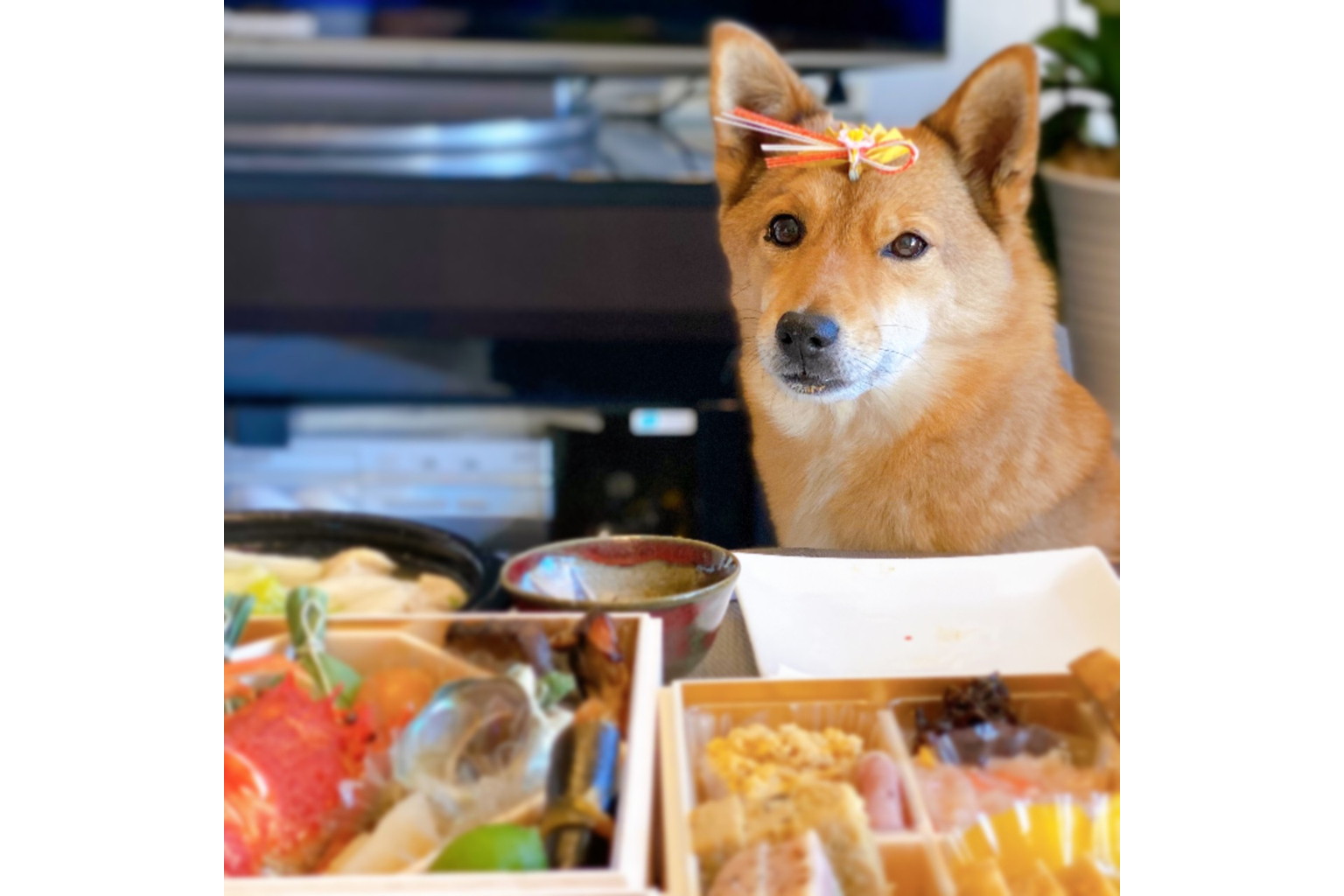 DOGの“由来”の物語 - イザ! DOGの“由来”の物語 - イザ!