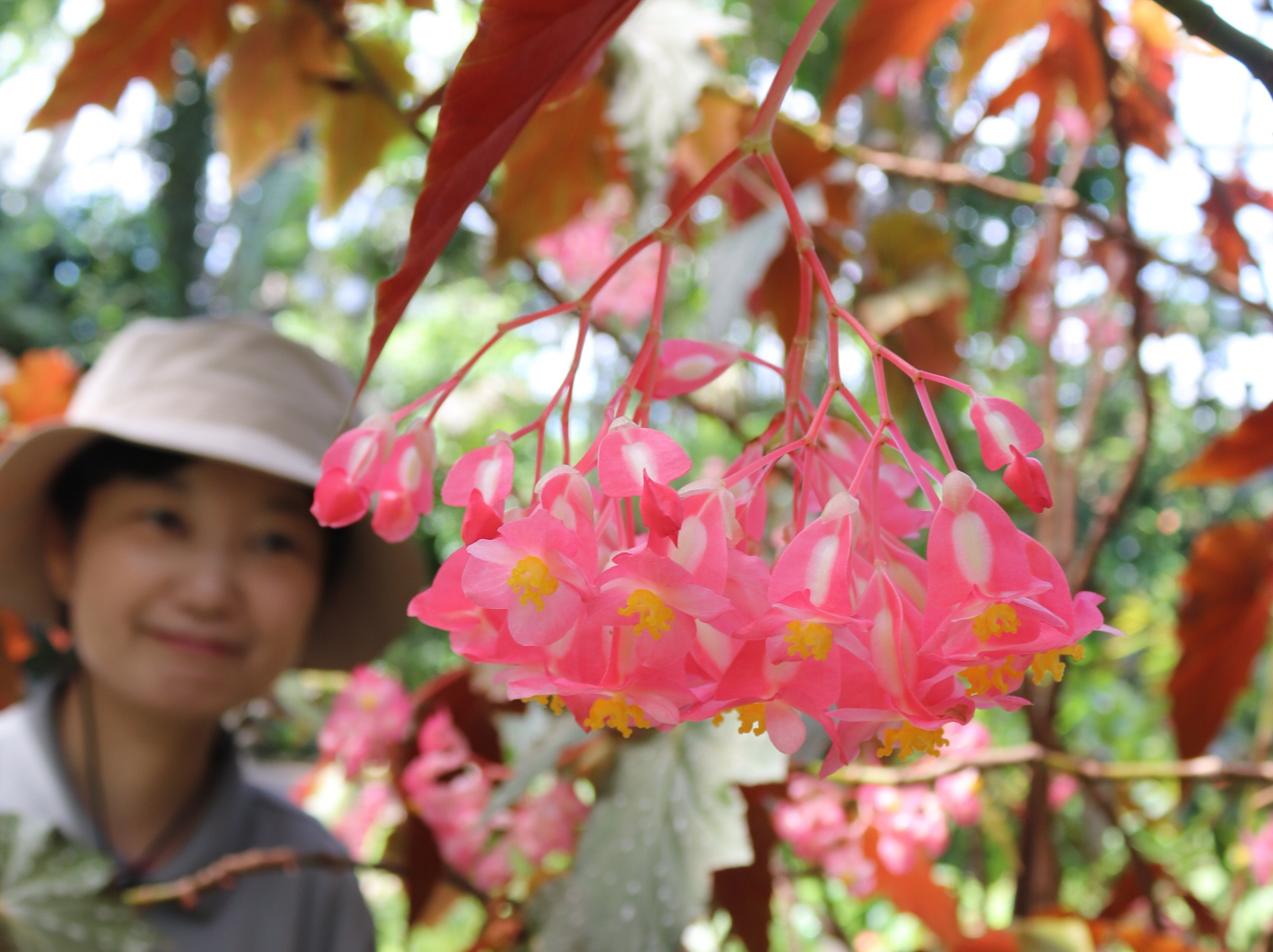 多様性が魅力 花も葉も楽しめるベゴニア展 大阪・花の文化園 花