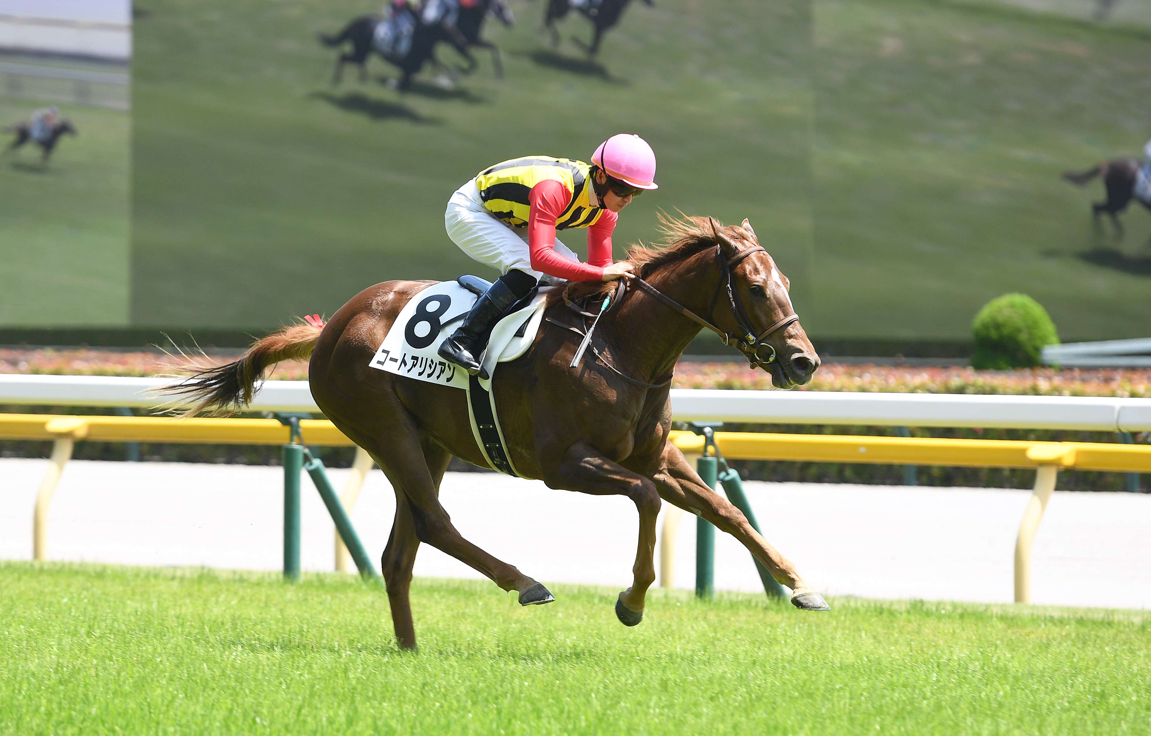 デビュー戦5馬身差圧勝のコートアリシアンは新潟2歳Sへ - サンスポZBAT!