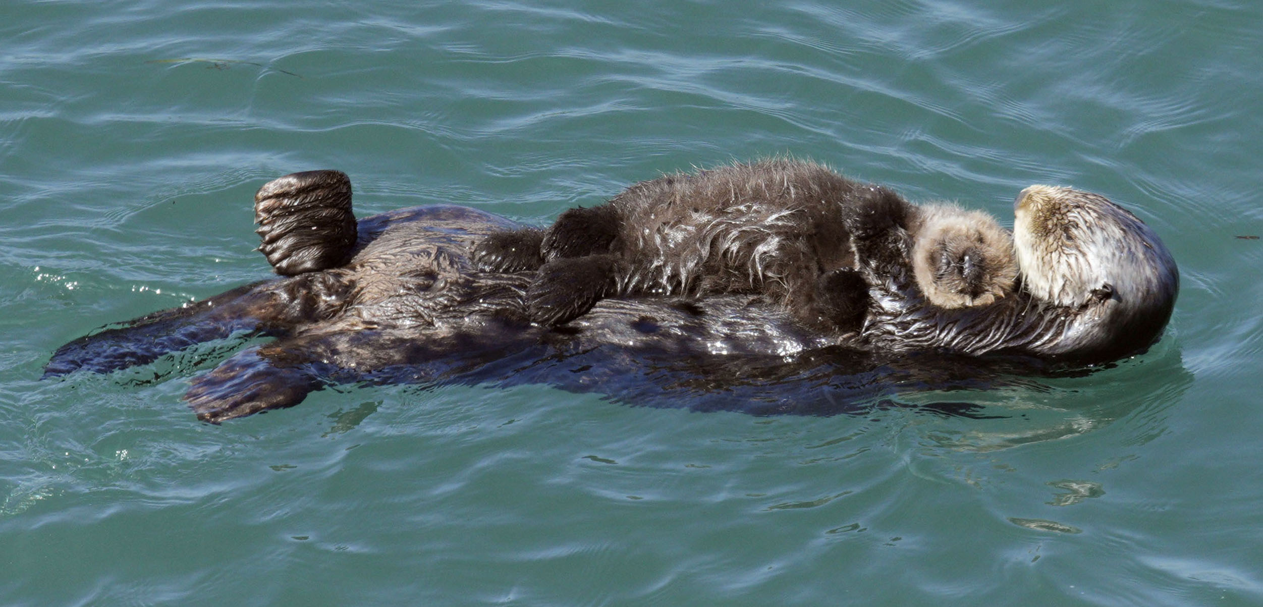 野生ラッコ、岬で子育て 愛らしい姿に歓声上がる 北海道東部の浜中町