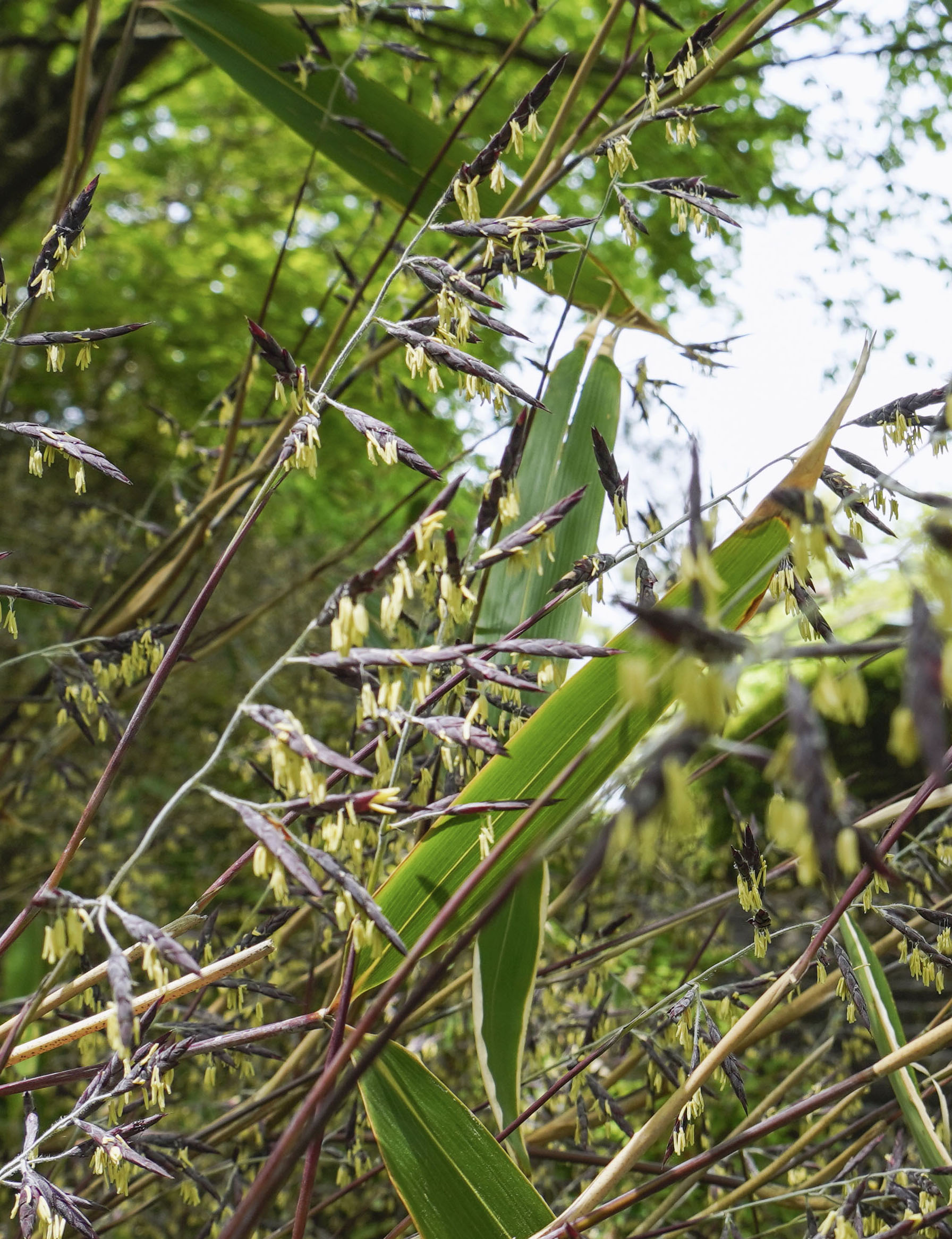 １２０年に１度 の光景 秋田市でスズタケ開花 産経ニュース