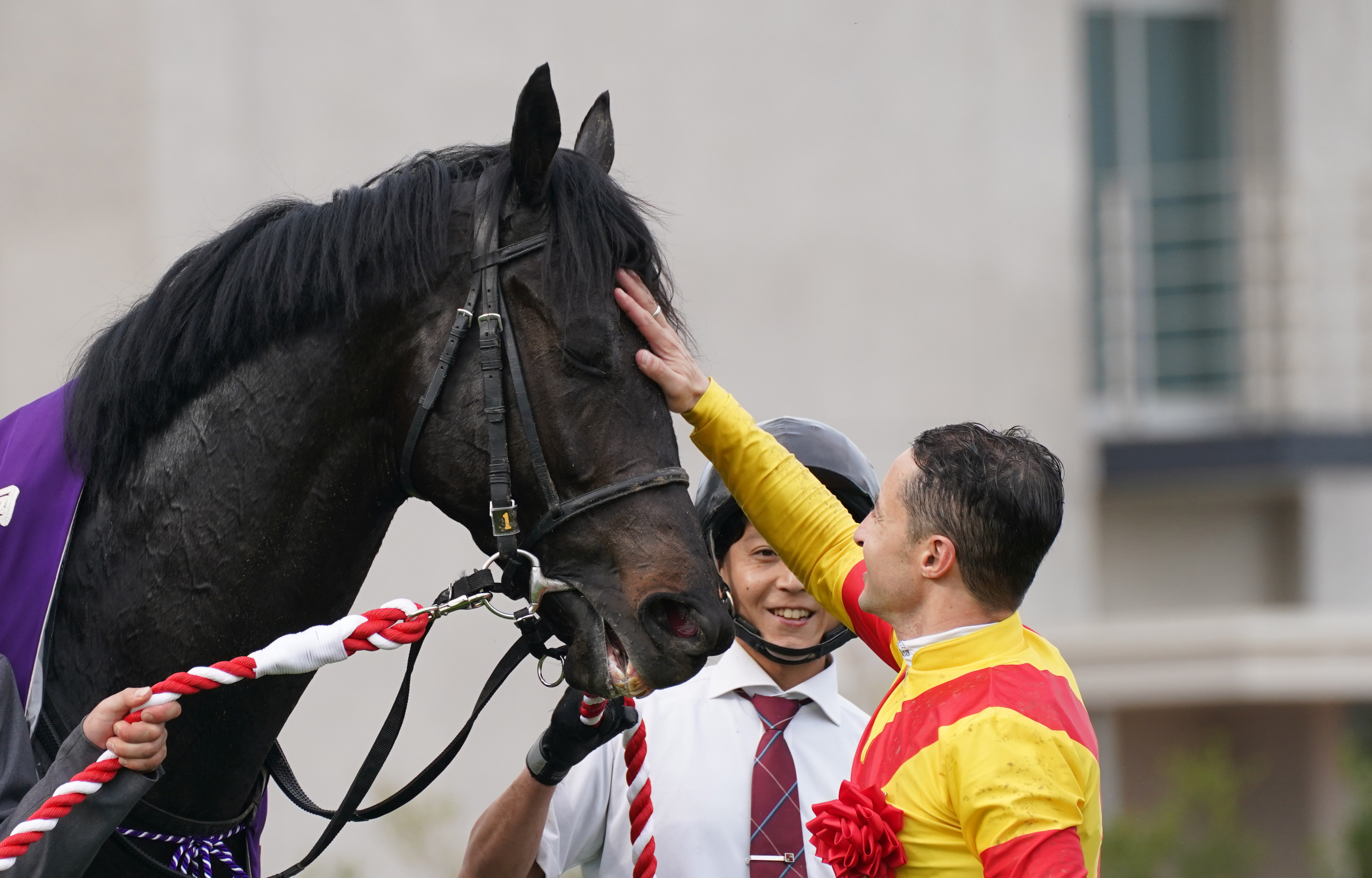 ジャスティンパレスが年内引退で種牡馬へ - サンスポZBAT!