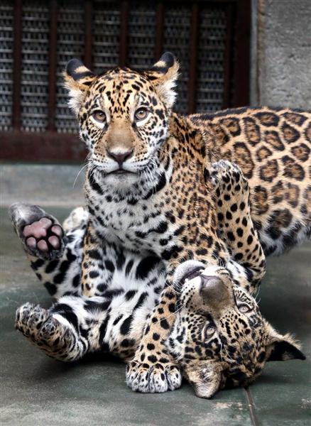 大阪 天王寺動物園に真田十勇士誕生 双子ジャガーに 卯月小助 卯月佐助 と命名 産経ニュース