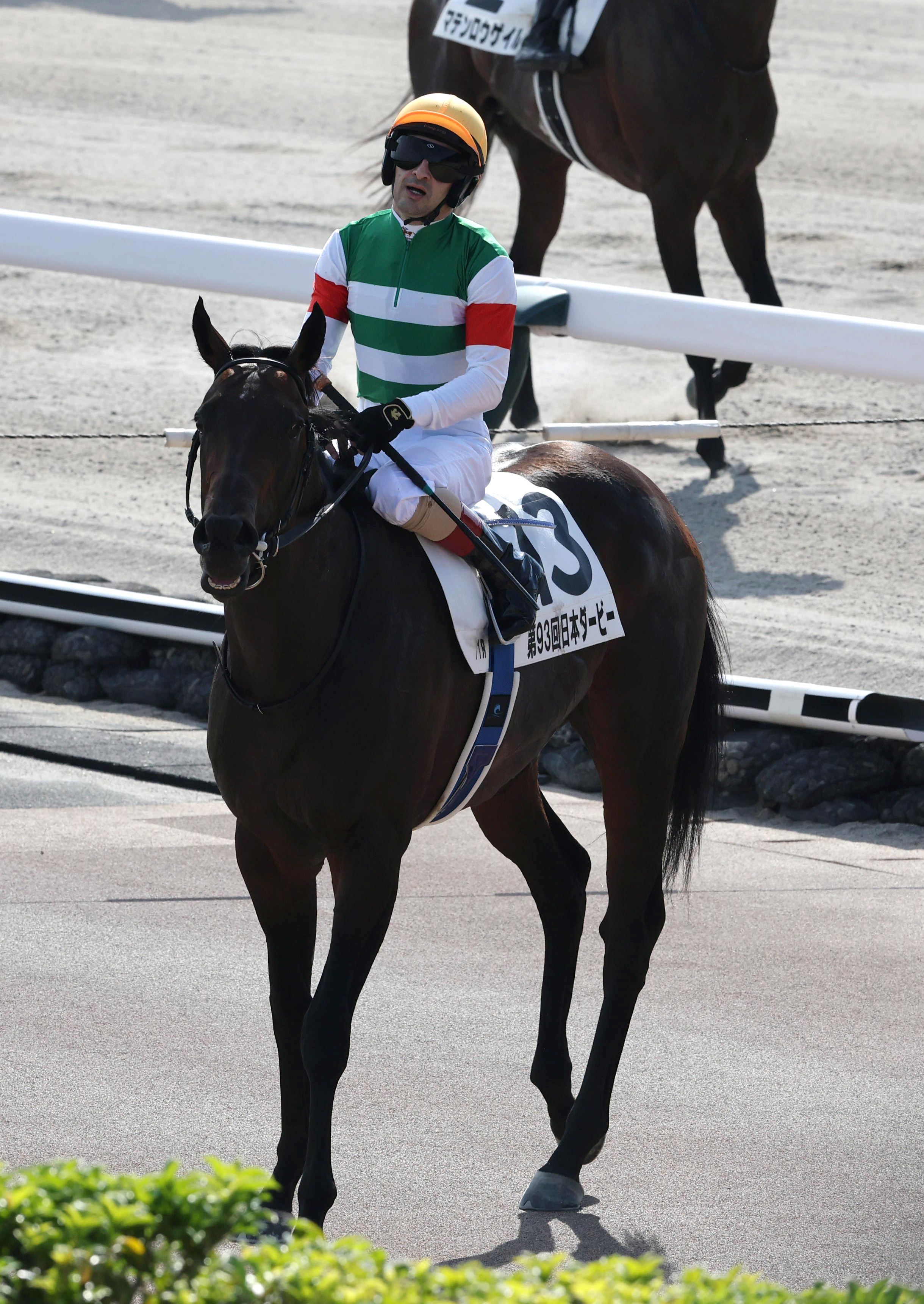 日本ダービー2着パントルナイーフが膝を骨折 - サンスポZBAT!