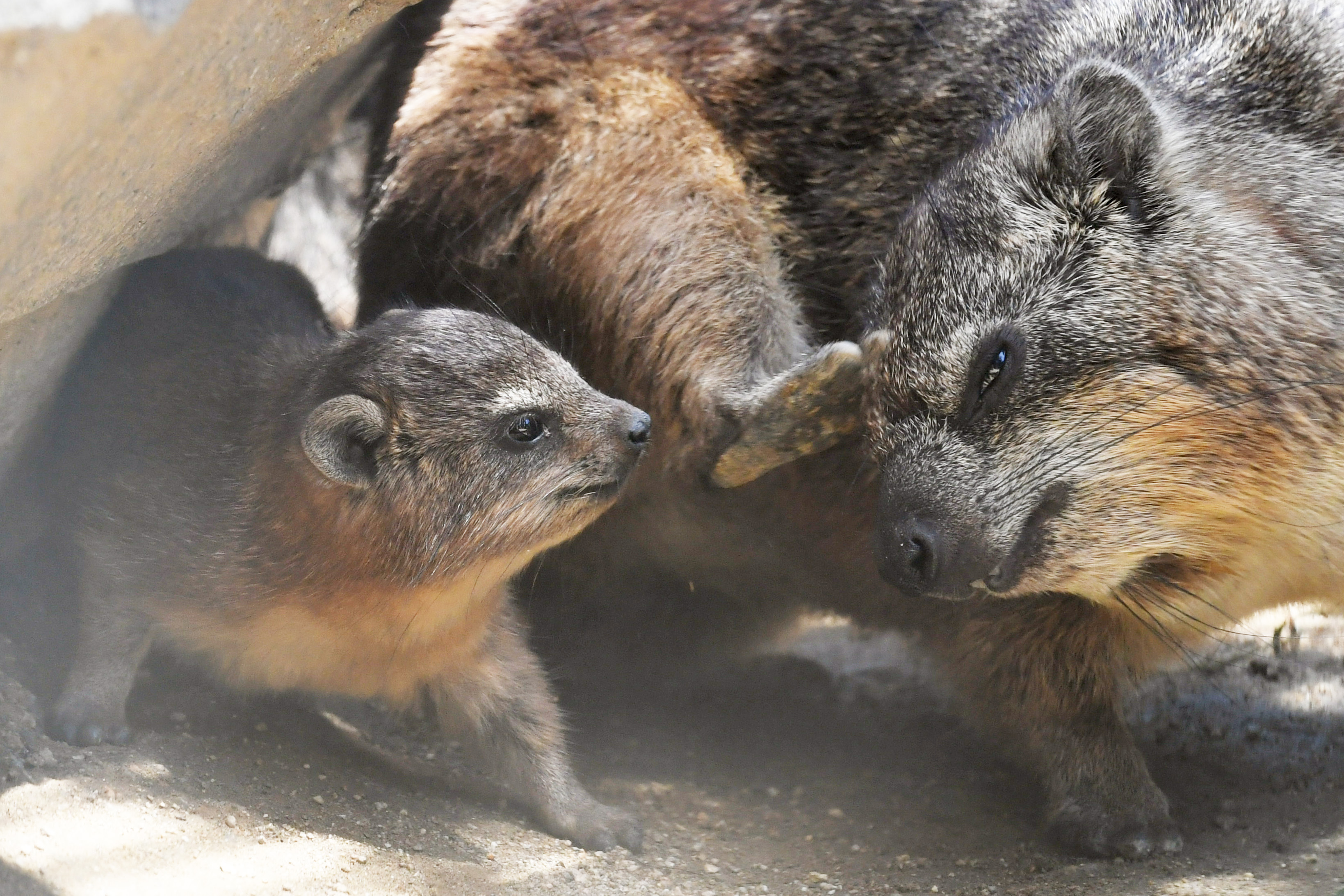 最新小動物外科1から4 動画】【どうぶつ園のニューフェース】木登り大好きゾウの仲間