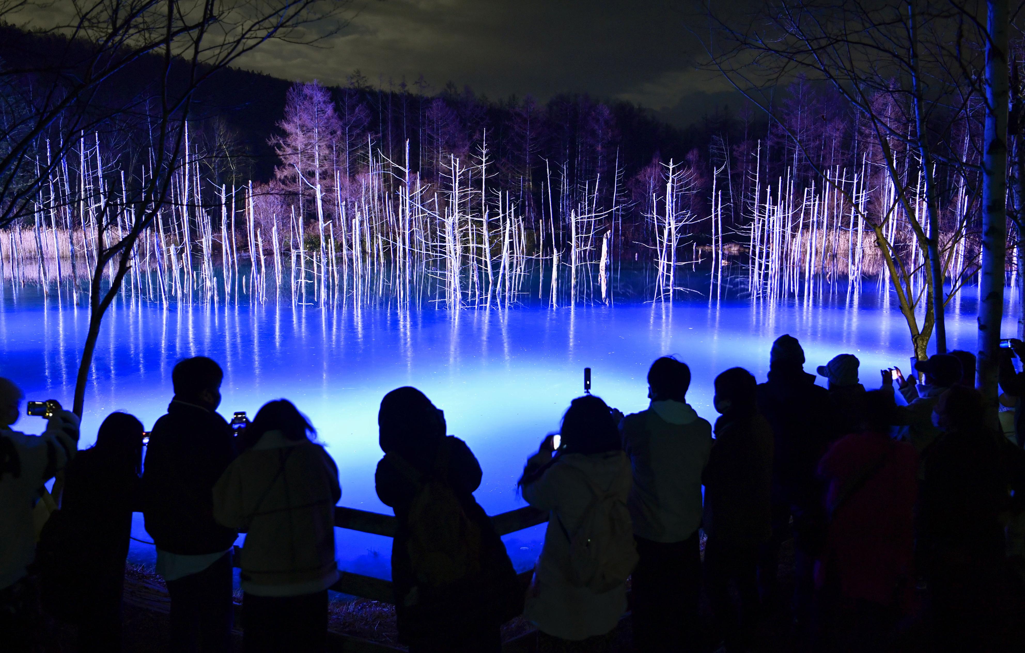 青い池ライトアップ始まる 北海道美瑛町で神秘的な情景 - サンスポ