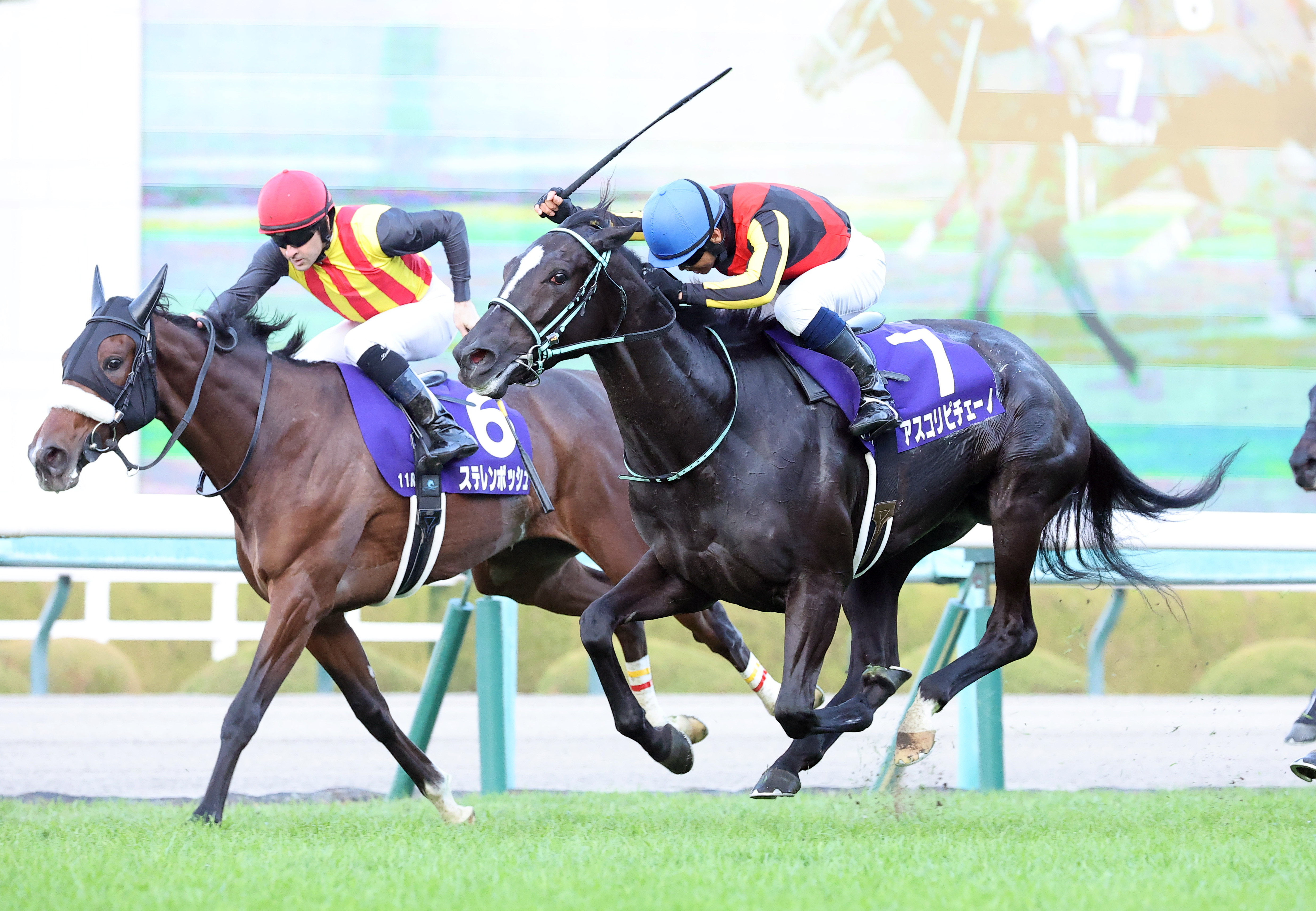 JRAポスター アスコリピチェーノ アスコリピチェーノ（Ascoli Piceno） | 競馬データベース | JRA-VAN