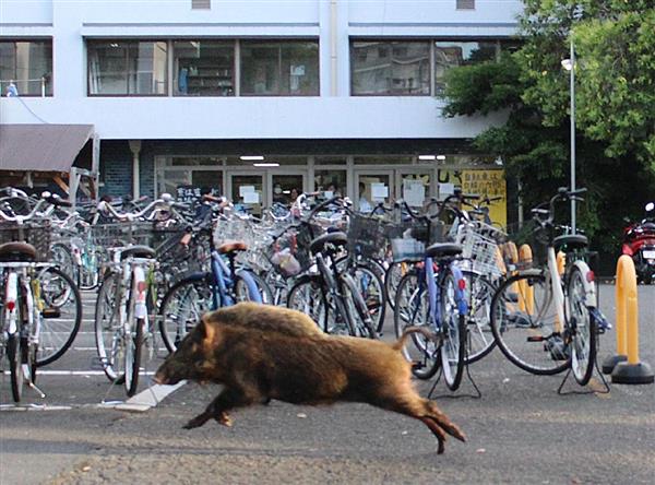衝撃事件の核心 またまた大騒動 中核派系全学連の拠点 京大熊野寮 にイノシシ突入 記者が見た警察当局の捕獲大作戦 1 4ページ 産経ニュース