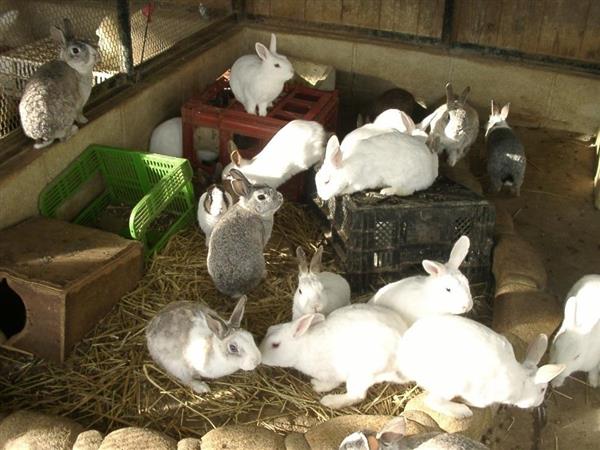 関西の議論 生き物係 どう育てる 学校の動物飼育崩壊 教師も知識なく ニワトリの卵 食べれるんですか 驚きの質問 1 4ページ 産経ニュース